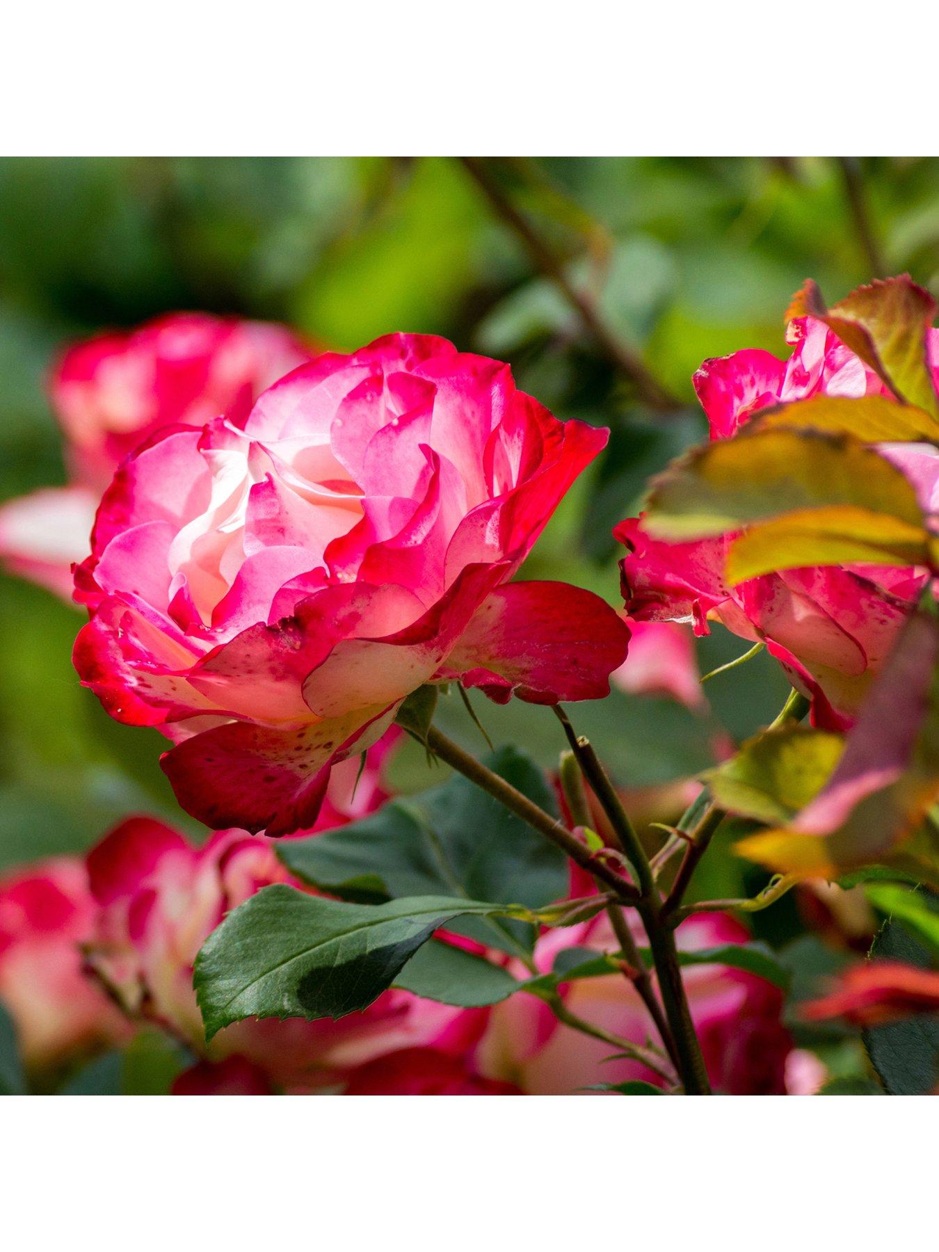 Product photograph of Rose Double Delight 3l Potted from very.co.uk