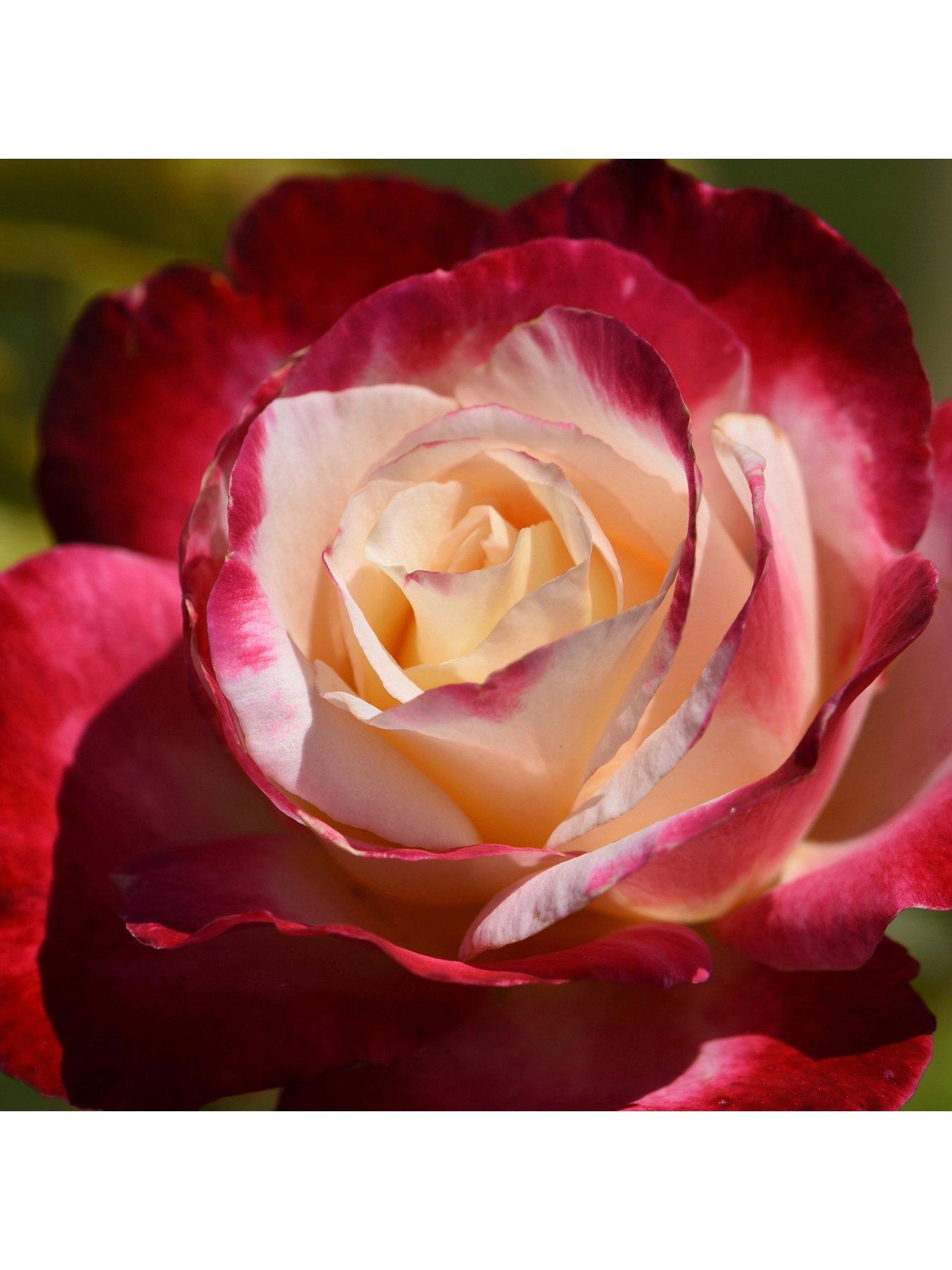 Image 2 of 4 of You Garden Rose 'Double Delight' 3L Potted