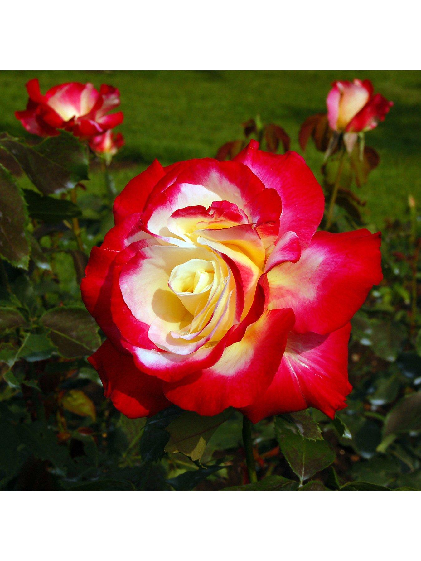 Image 3 of 4 of You Garden Rose 'Double Delight' 3L Potted