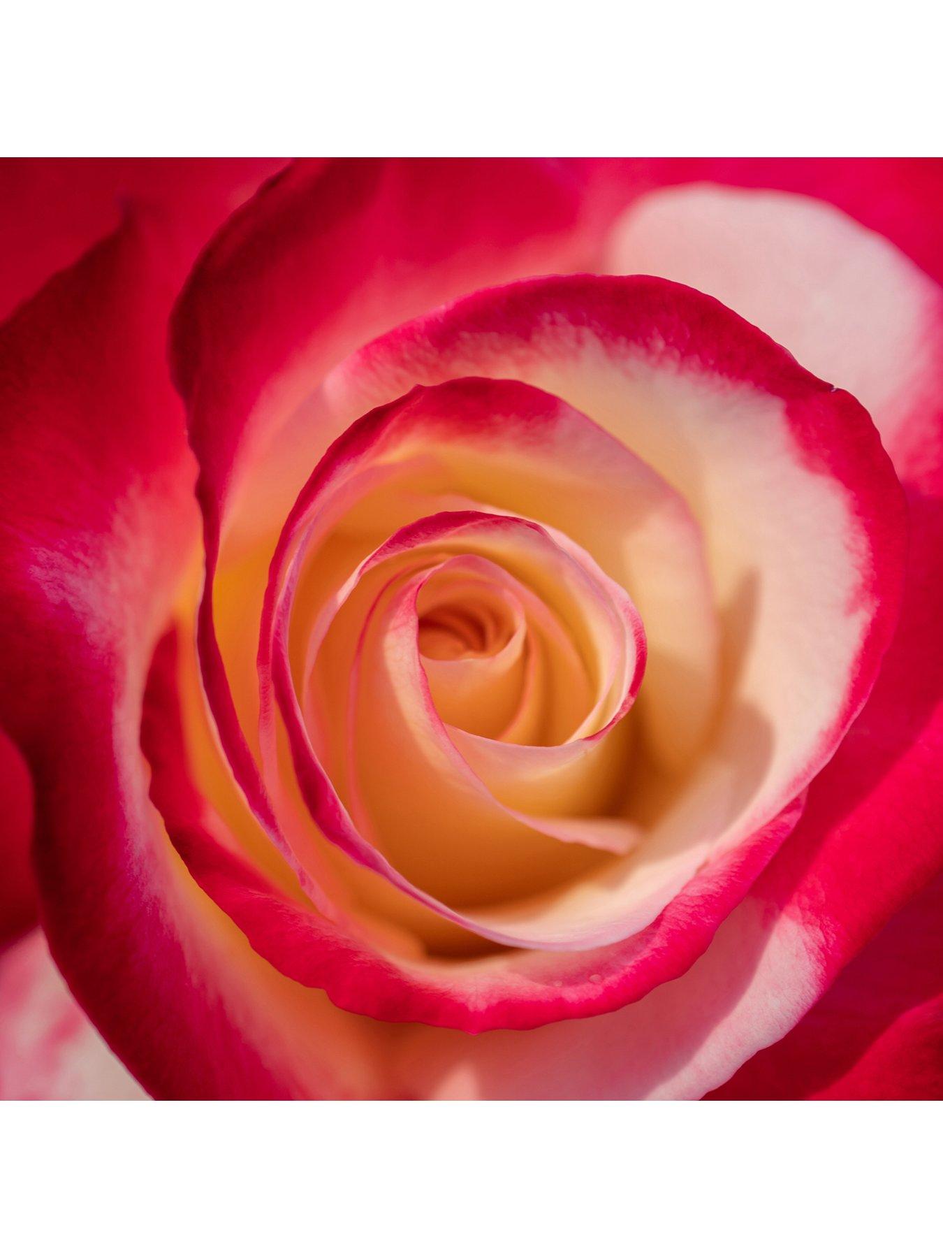 Image 4 of 4 of You Garden Rose 'Double Delight' 3L Potted