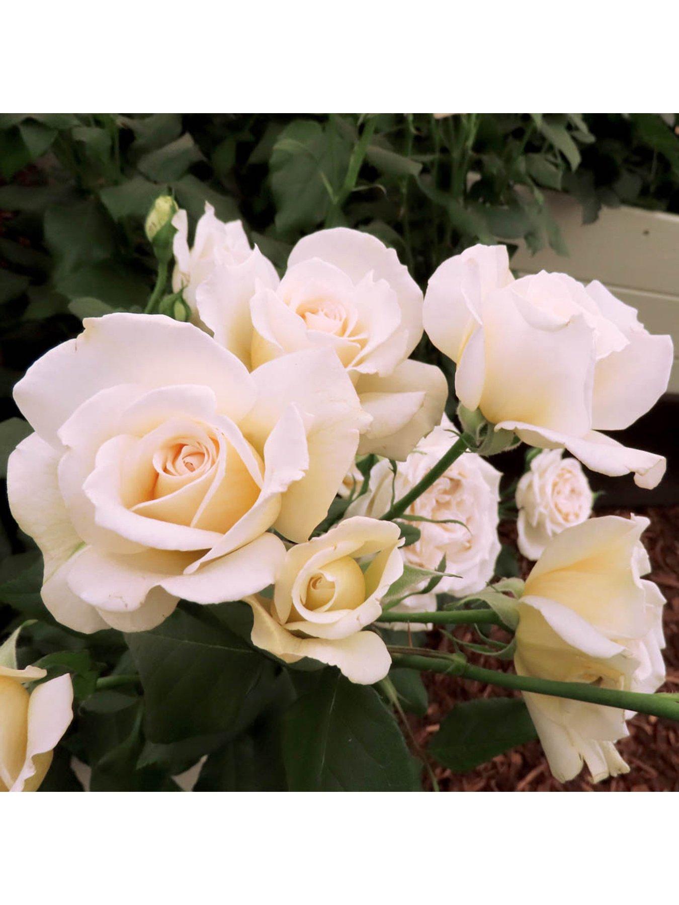 undefined 'Mary Berry' Rose 3L Potted Plant