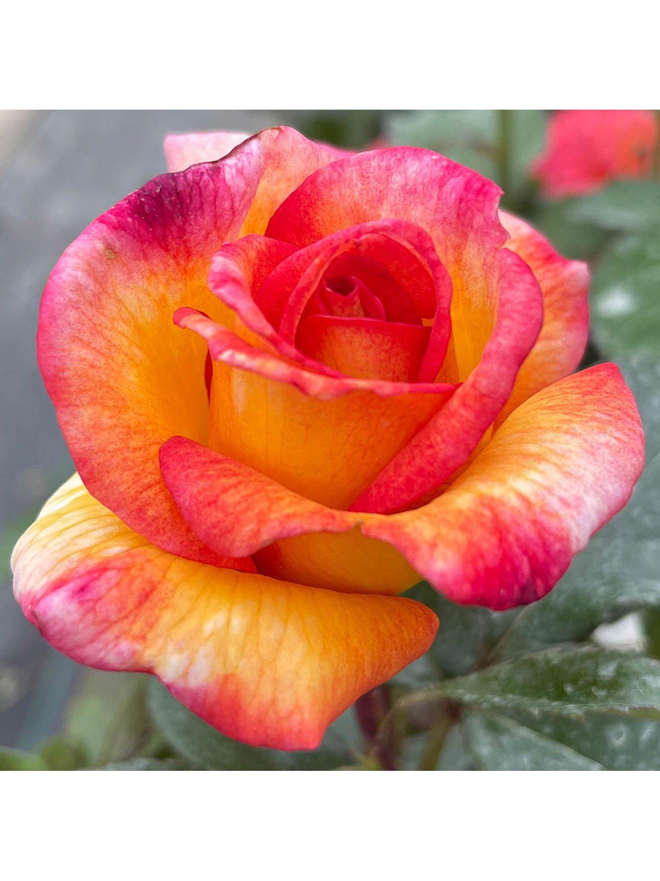undefined Rose Sheilas Perfume 3L potted