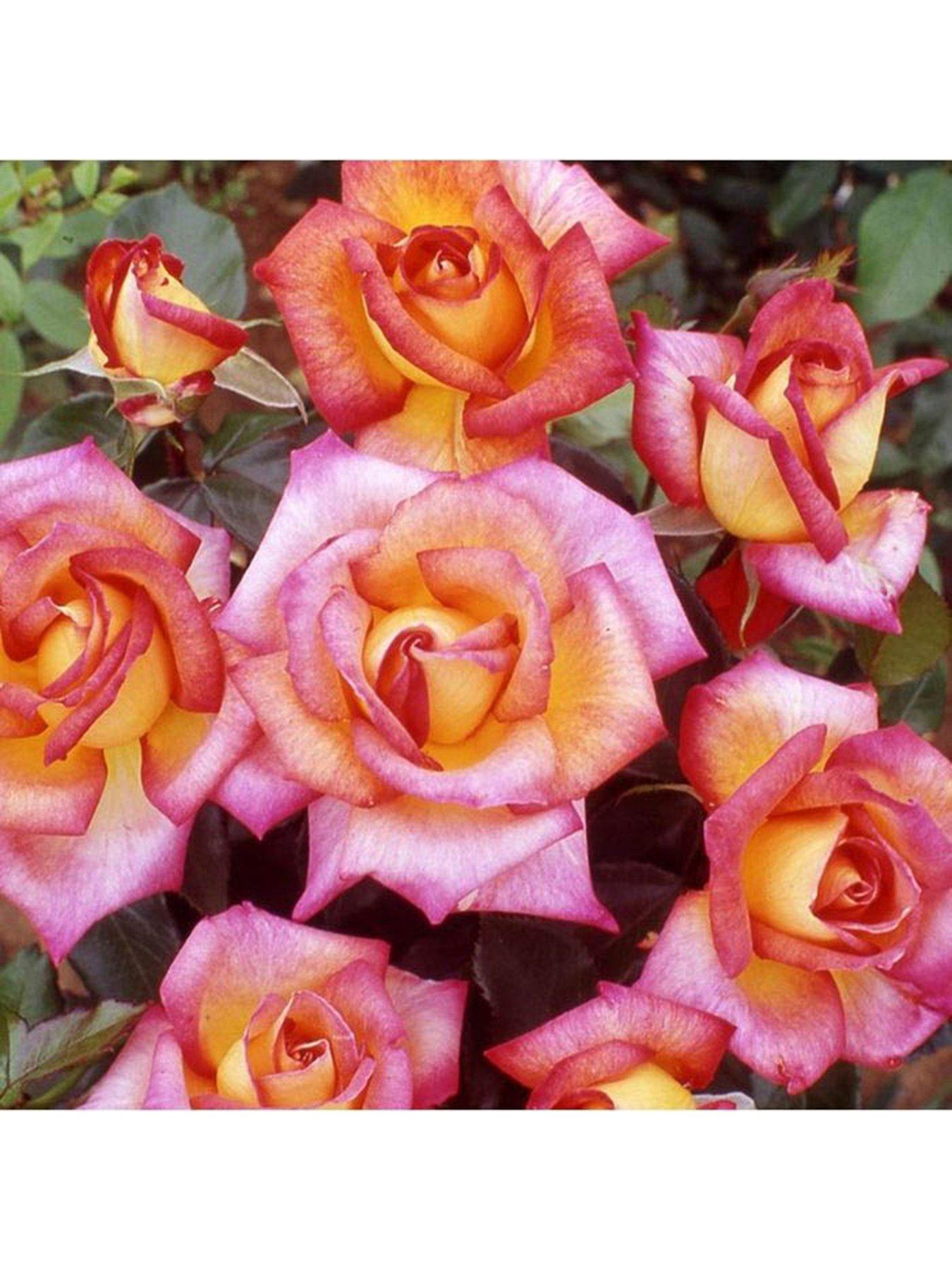 Image 2 of 5 of You Garden Rose Sheilas Perfume (4L Pot)