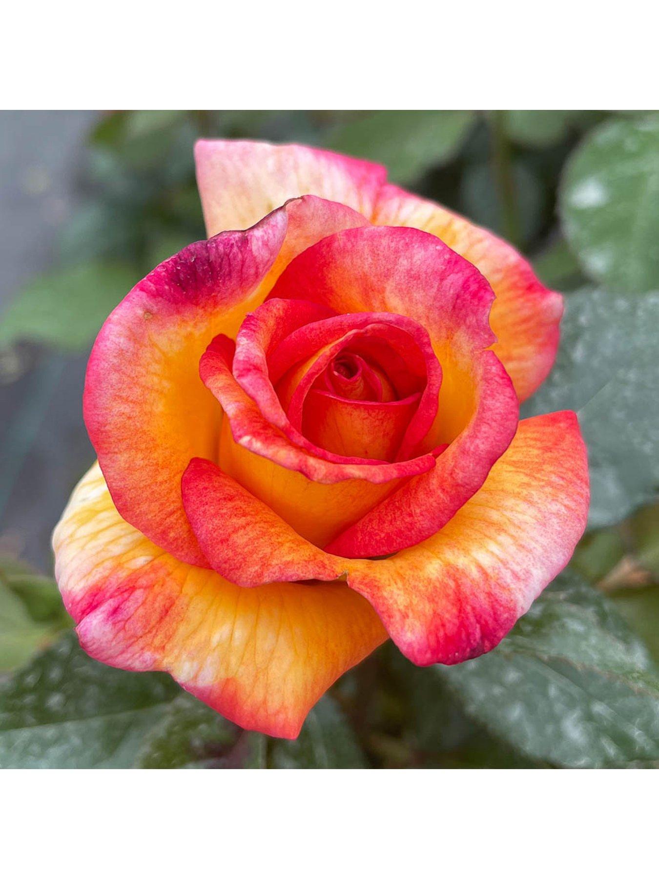Image 3 of 5 of You Garden Rose Sheilas Perfume (4L Pot)