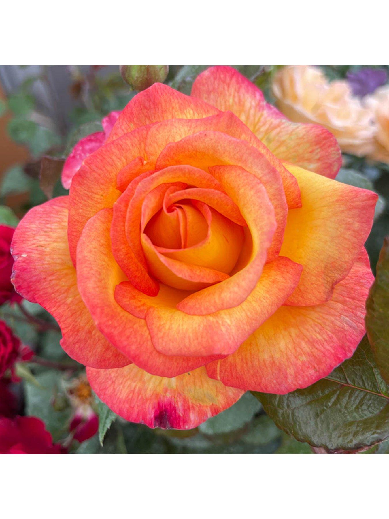 Image 4 of 5 of You Garden Rose Sheilas Perfume (4L Pot)