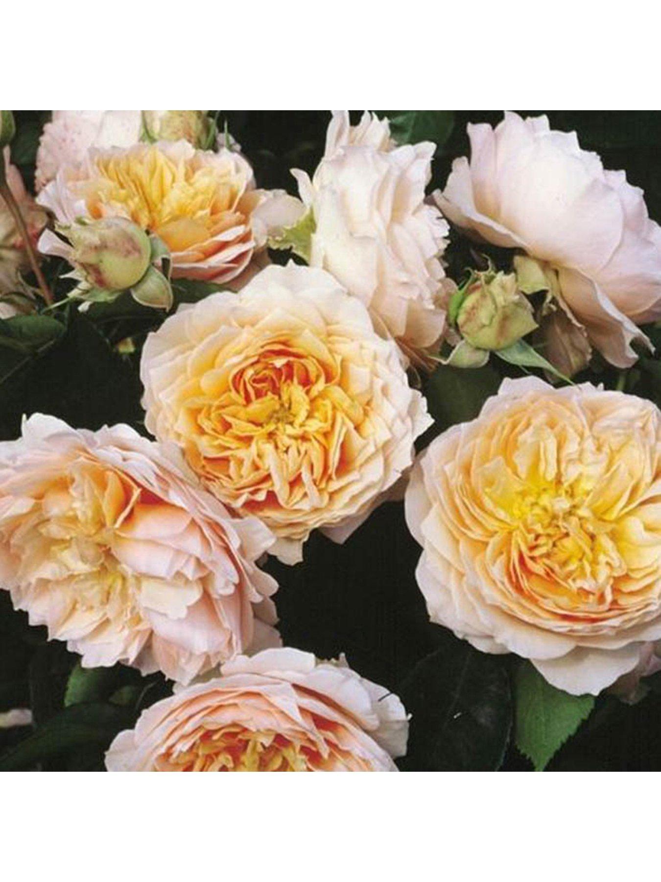 You Garden Rose Climbing Ginger Syllabub (4L Pot)