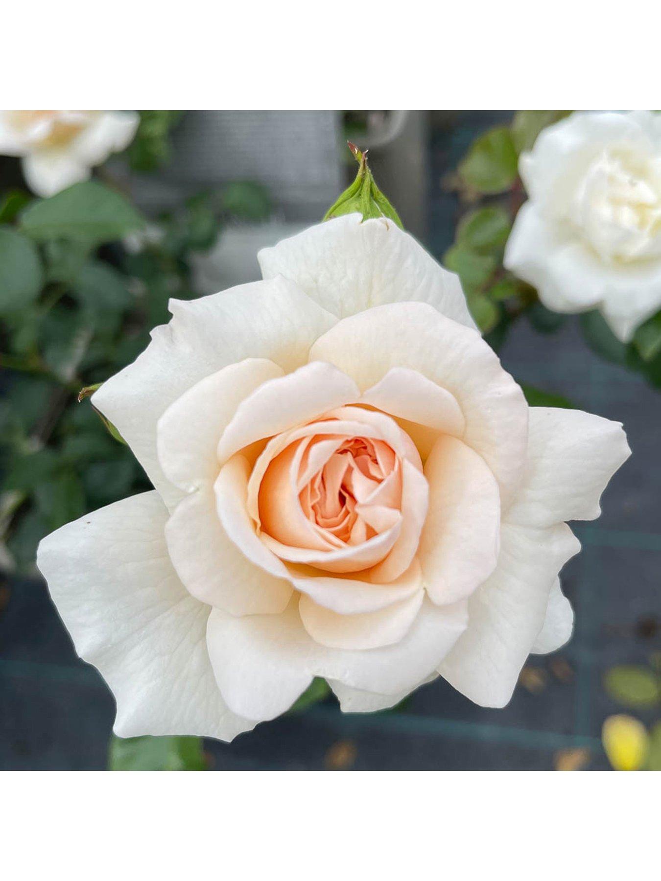 Product photograph of Penny Lane Climbing 3l Potted Rose Plant from very.co.uk