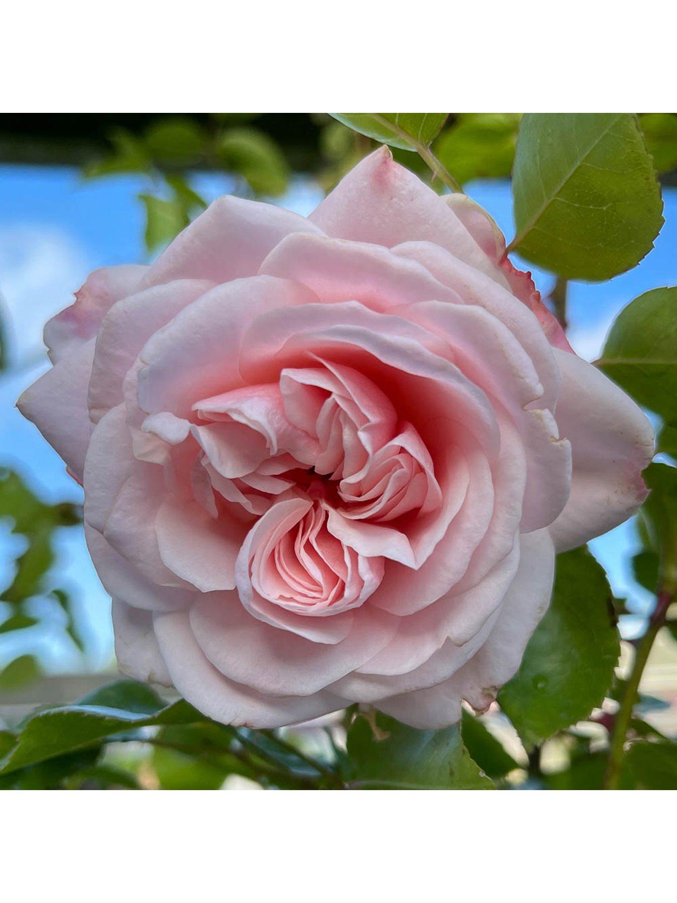 Image 2 of 5 of You Garden Harkness Rose Penny Lane &reg; - 3-4L pot