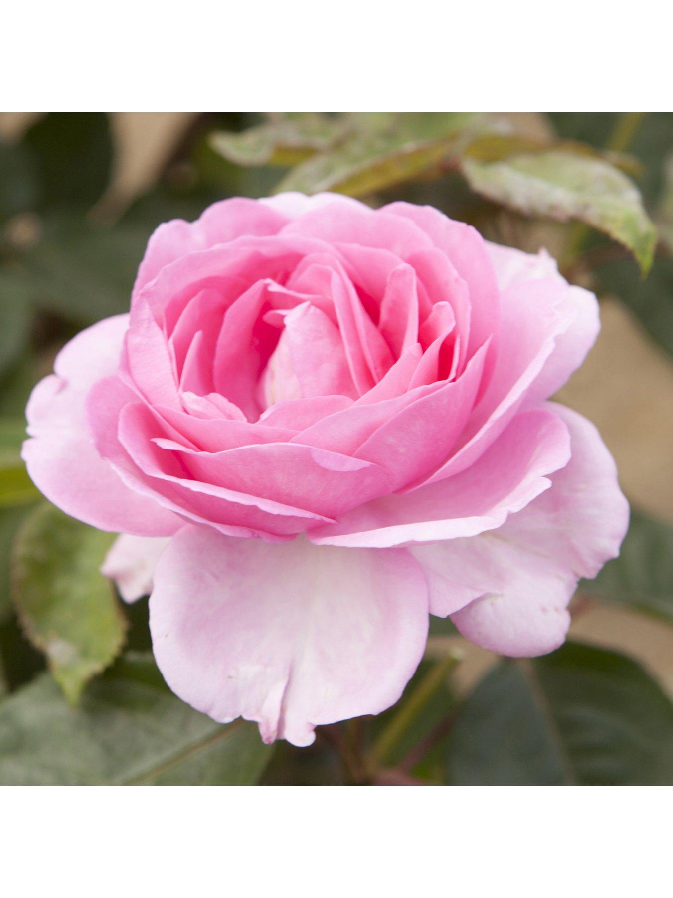 Product photograph of You Garden Rose Mum In A Million 3l Potted from very.co.uk