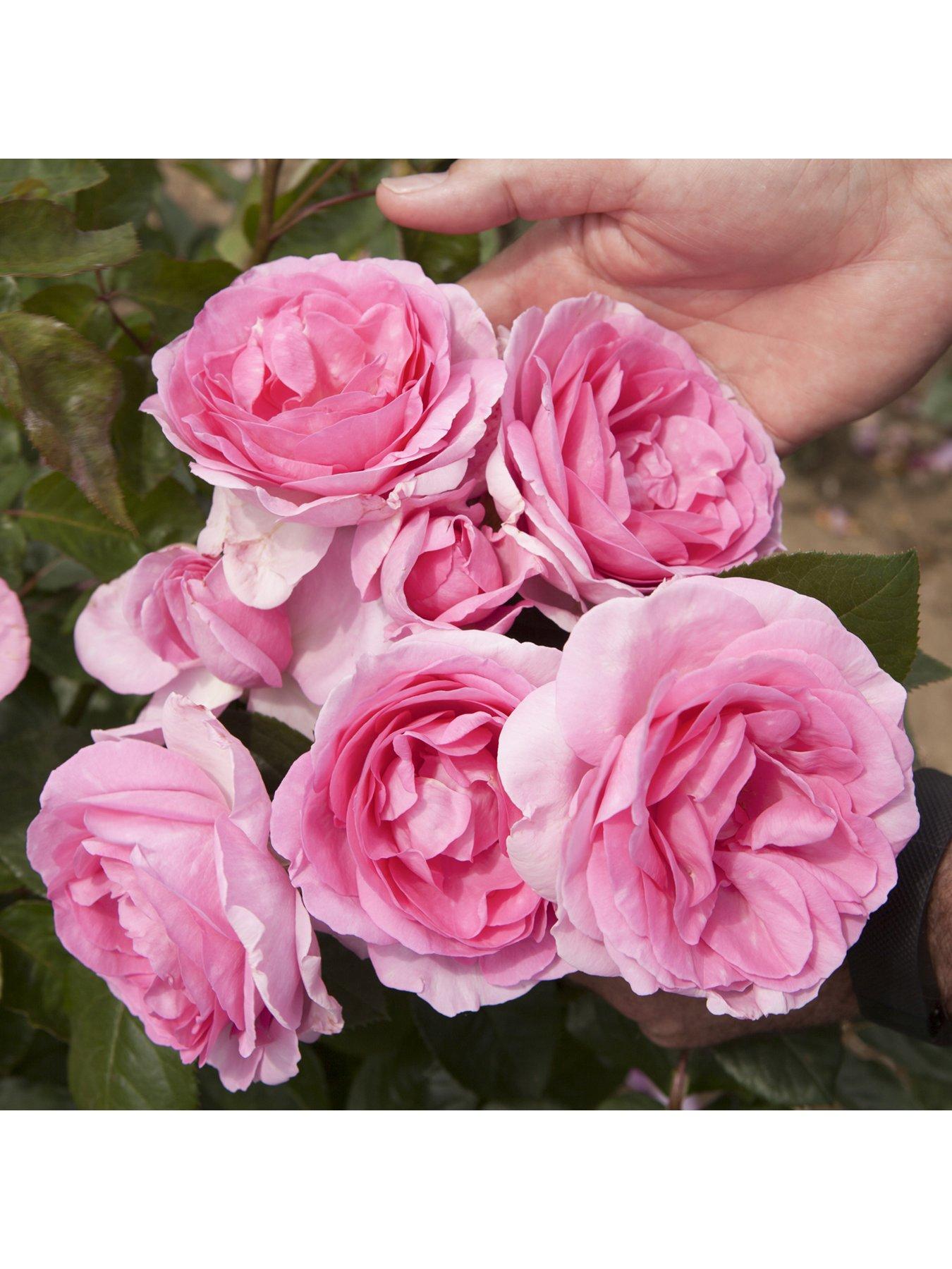 Mum in a million sale rose wyevale