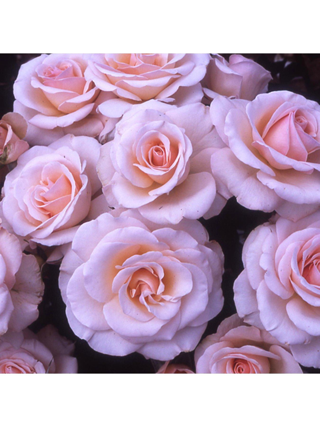 Rose Mum in a Million 3L Potted