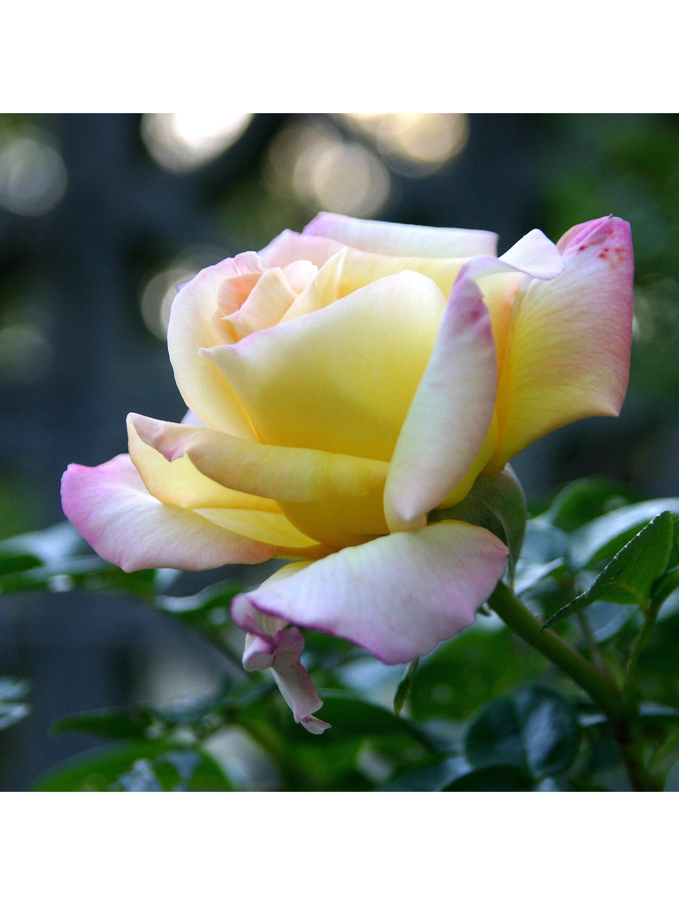 Product photograph of Peace 3l Potted Rose Plant from very.co.uk