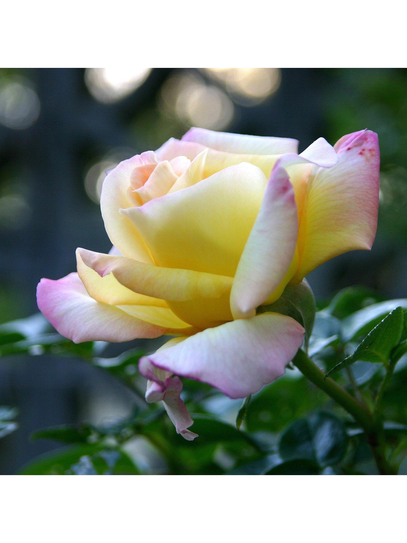 undefined 'Peace' 3L Potted Rose Plant