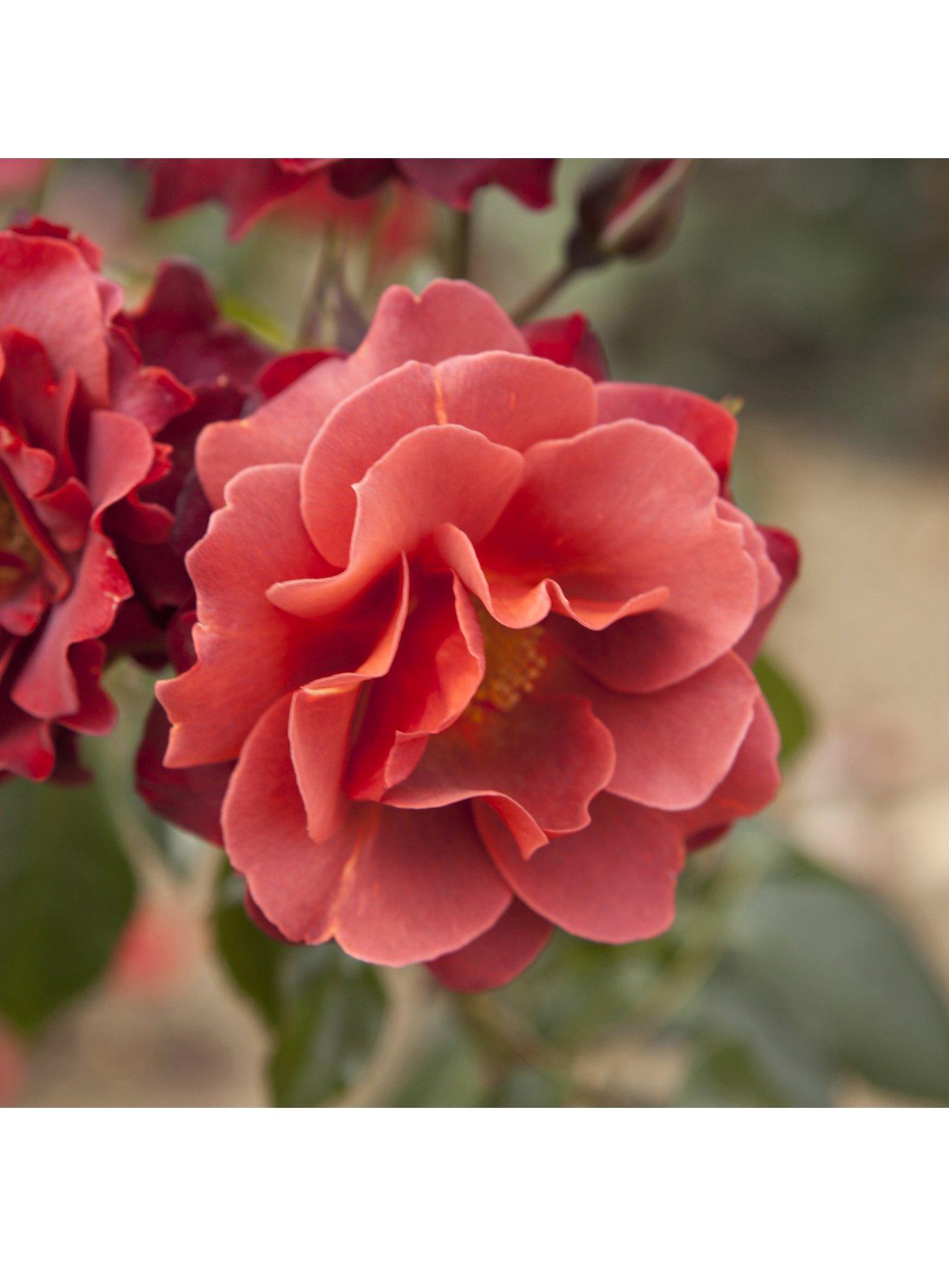 undefined Rose 'Hot Chocolate' 3L Potted