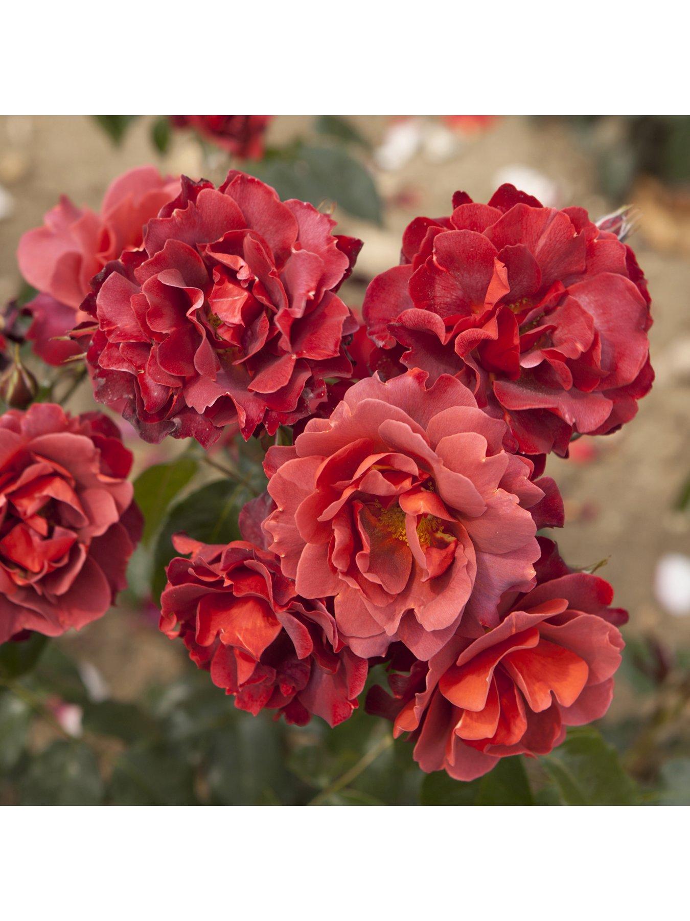 Image 3 of 5 of You Garden Rose Hot Chocolate (4L Pot)