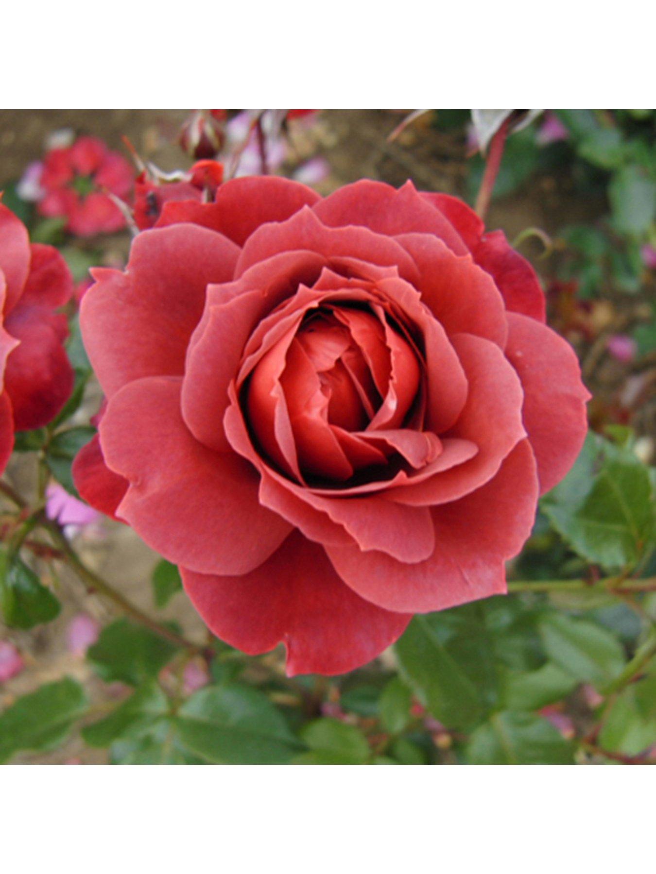 Image 4 of 5 of You Garden Rose Hot Chocolate (4L Pot)