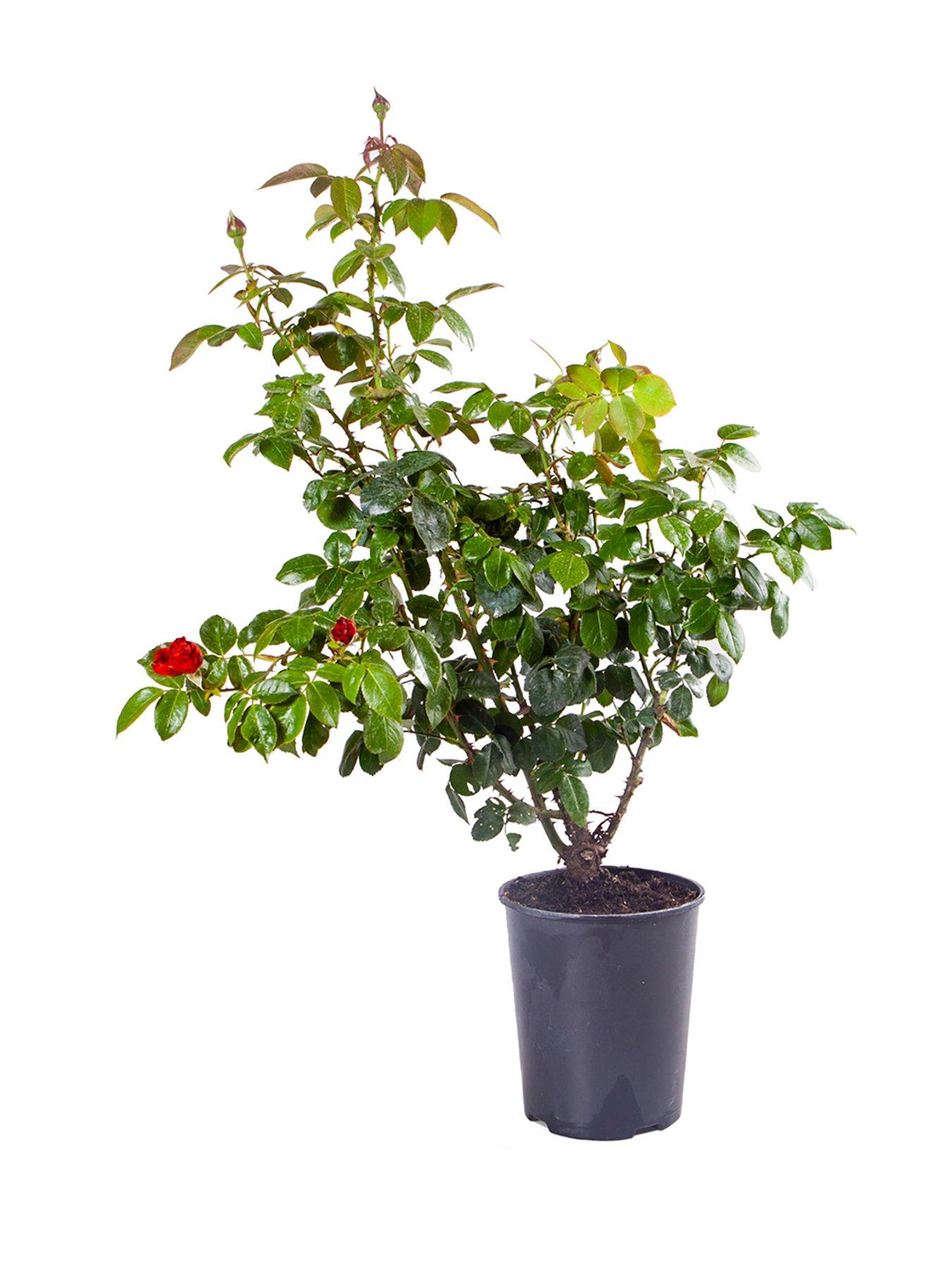 Image 5 of 5 of You Garden Rose Hot Chocolate (4L Pot)