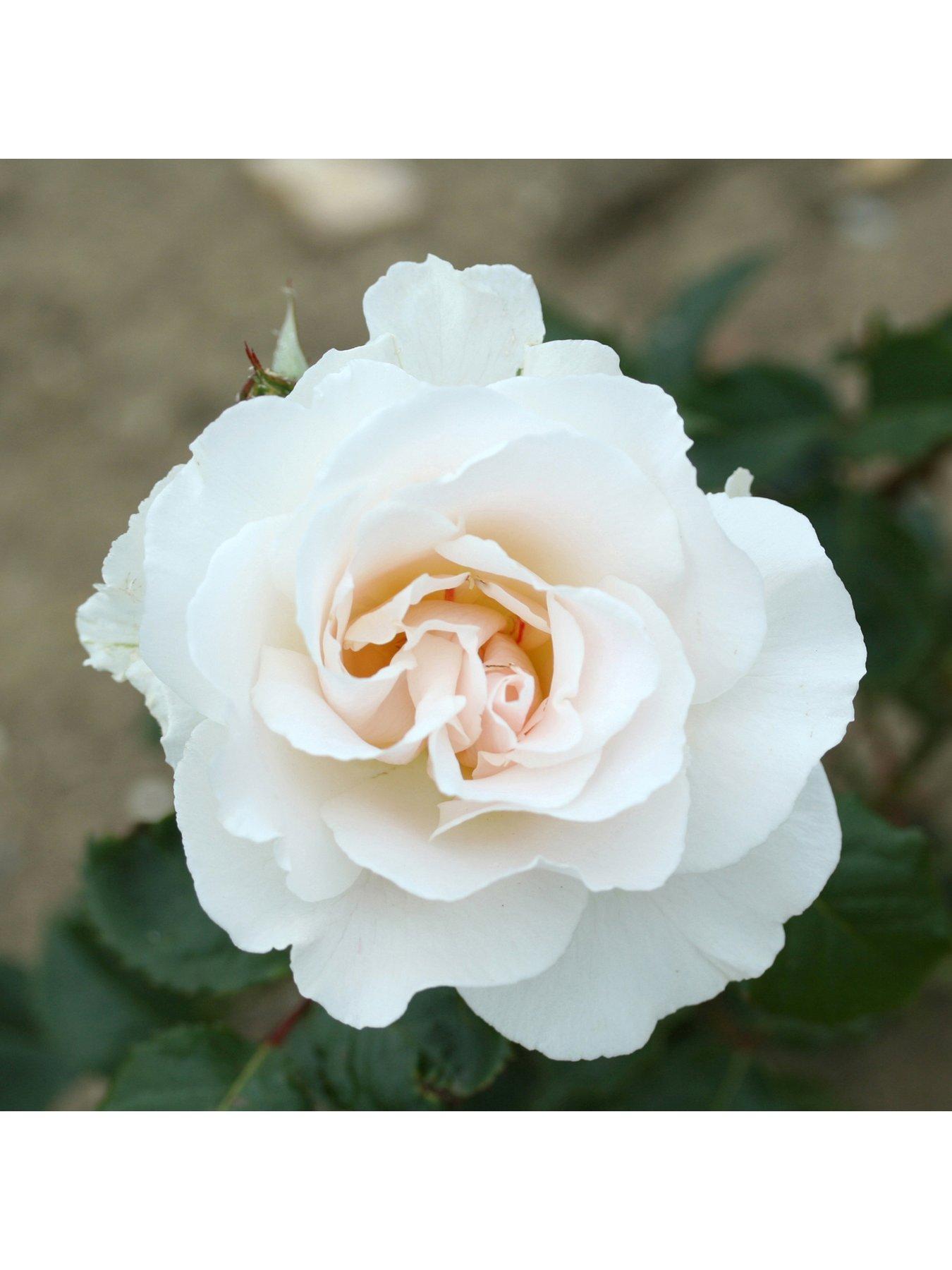 Product photograph of Margaret Merrill 3l Potted Rose Plant from very.co.uk