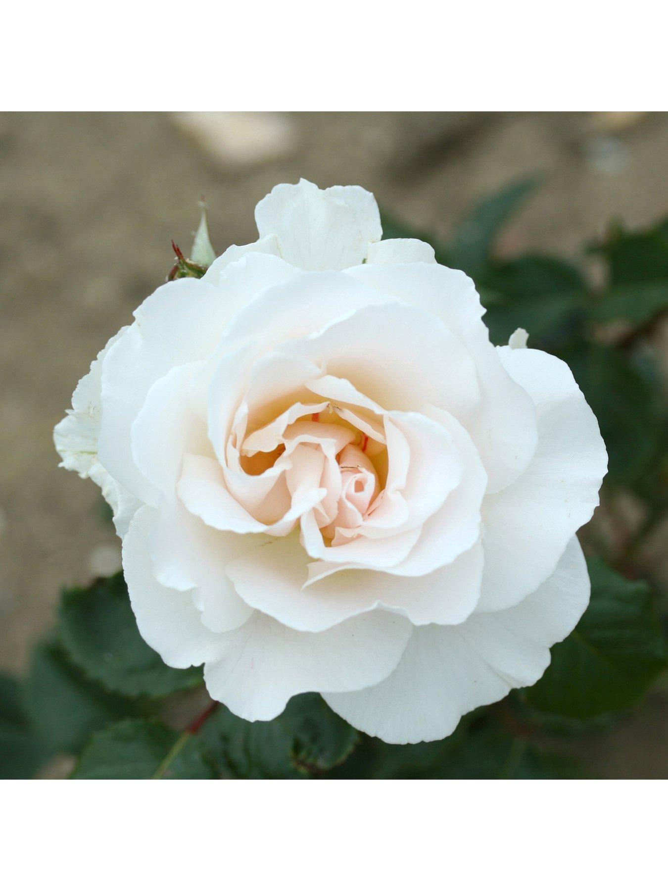 undefined 'Margaret Merrill' 3L Potted Rose Plant