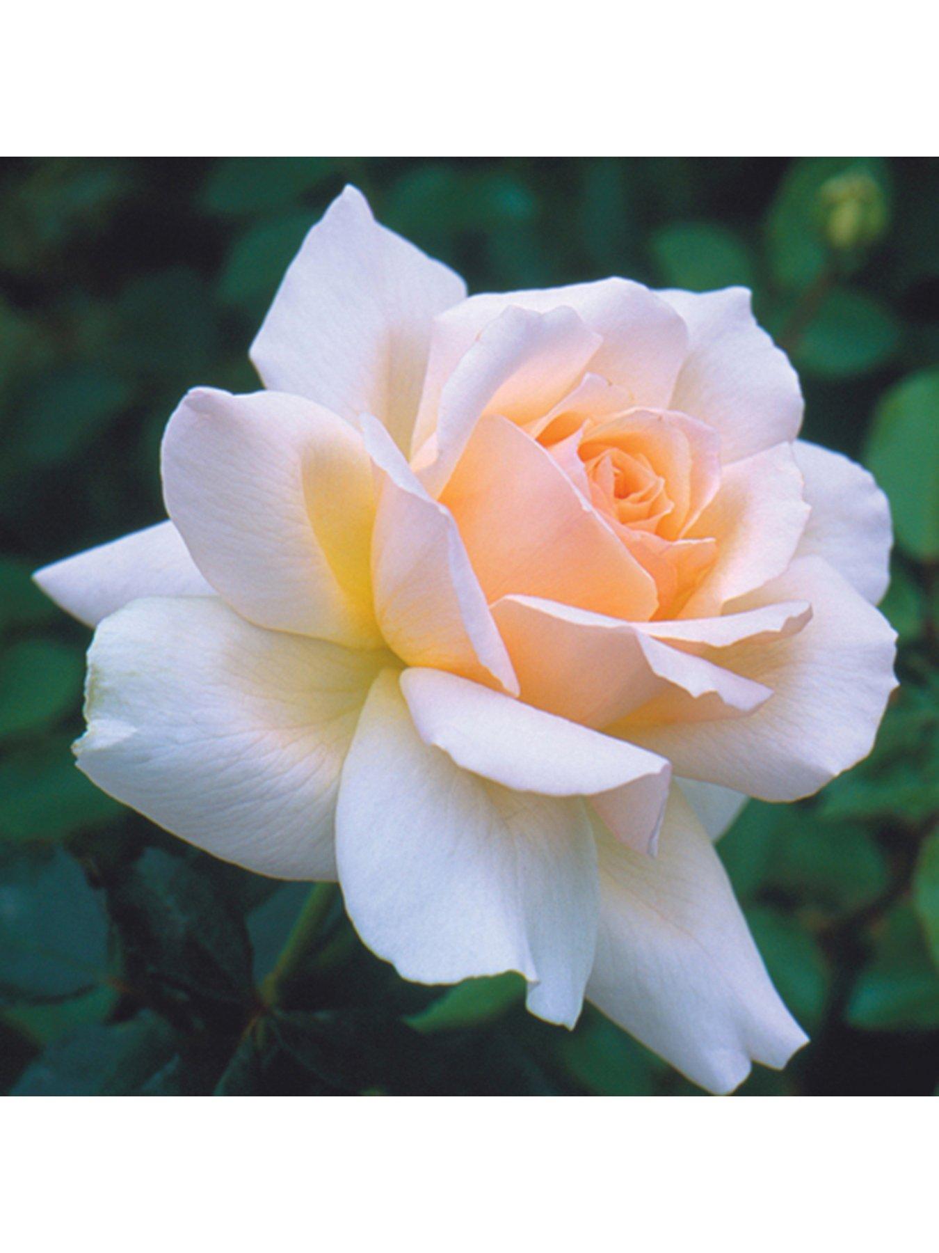 undefined 'Chandos Beauty' 3L Potted Rose Plant