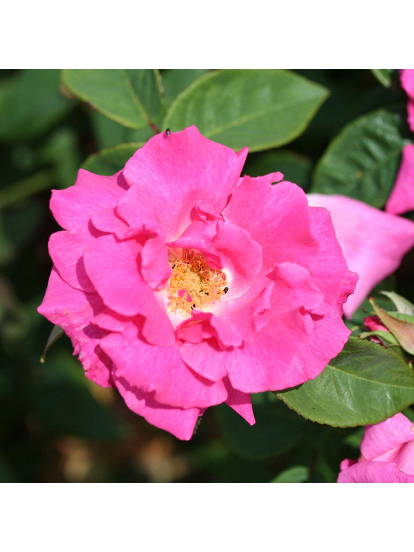 You Garden Rose Climbing Zephirine Drouhin (4L Pot)