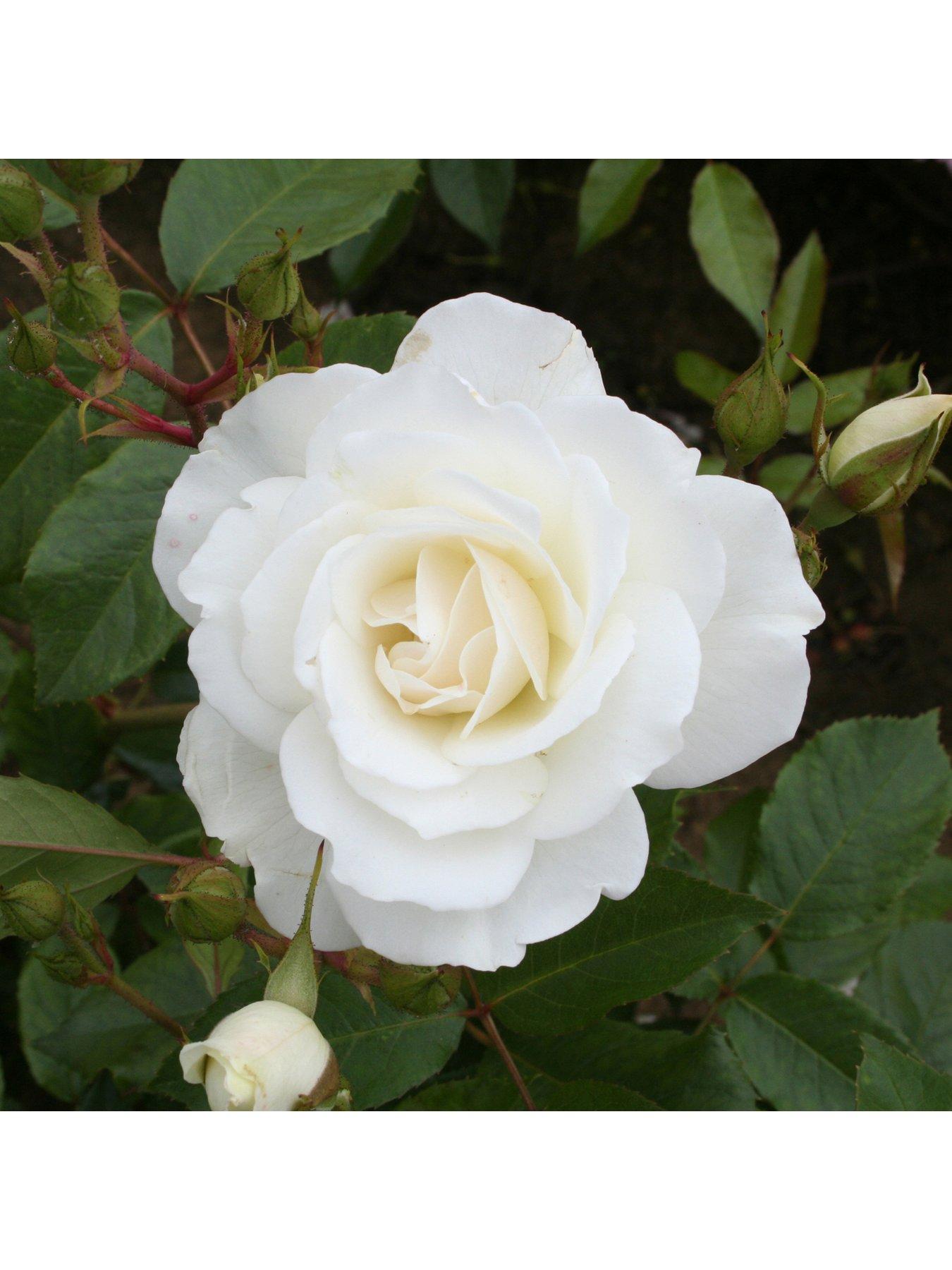 undefined Rose 'Iceberg' 3L Potted