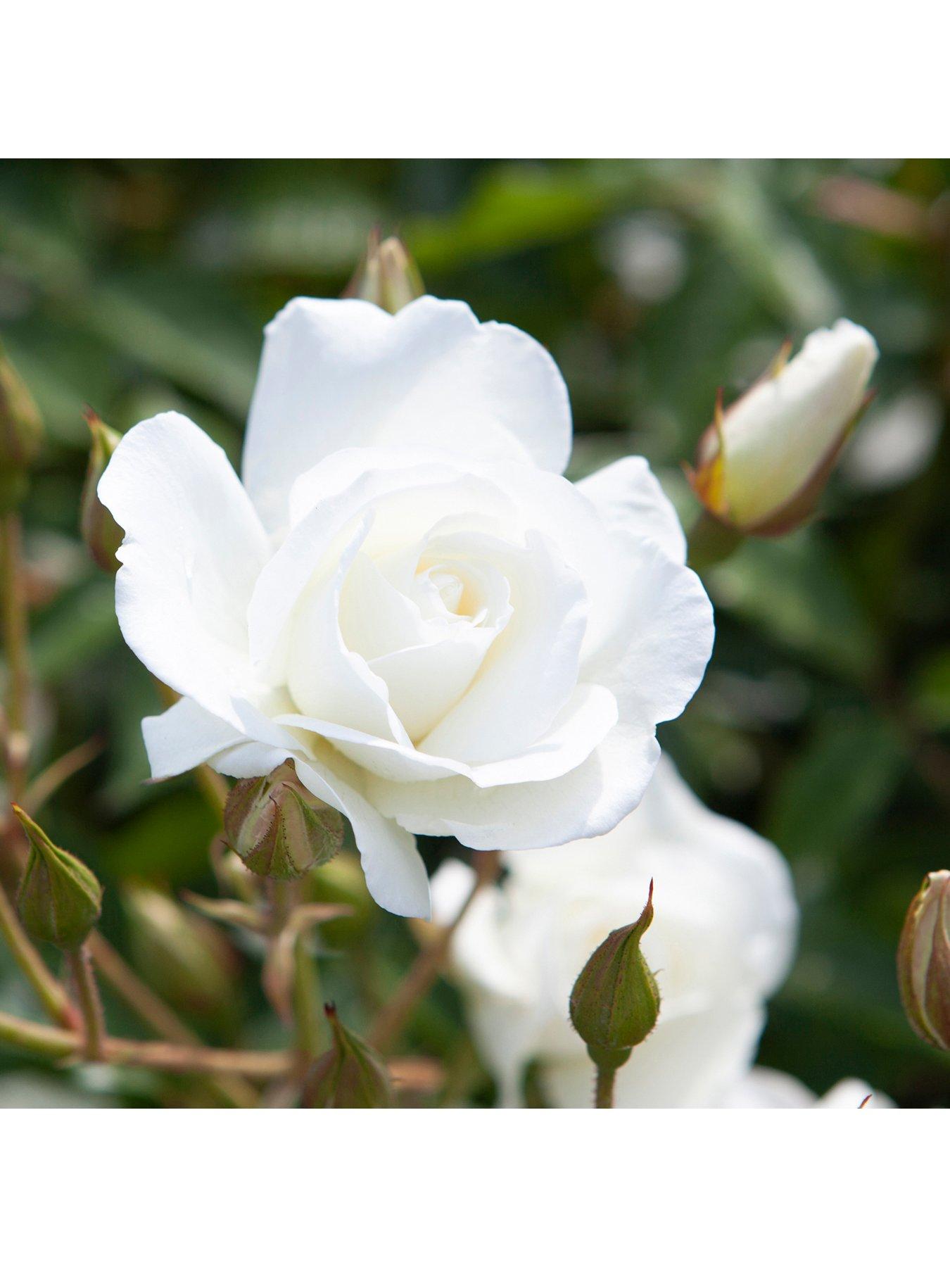 Image 2 of 2 of You Garden Rose Iceberg (4L Pot)