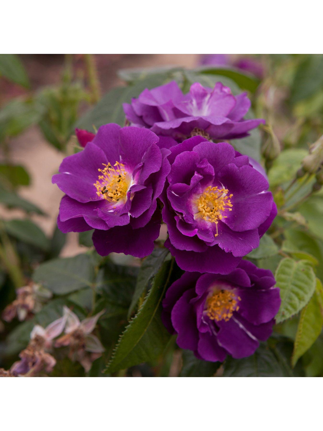 Product photograph of You Garden Rose Rhapsody In Blue 3l Potted from very.co.uk