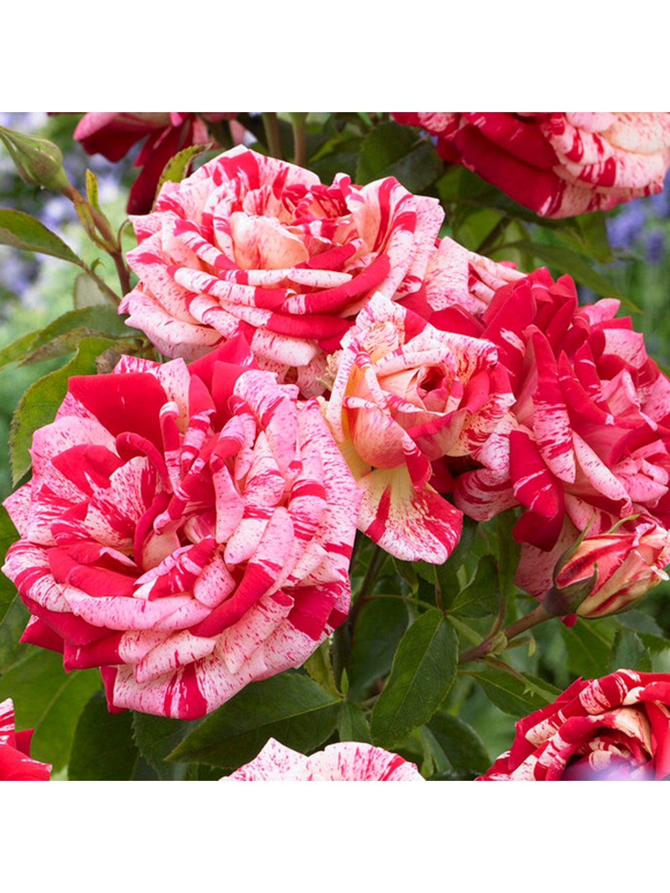 undefined Rose 'Raspberry Ripple' (Papageno) 3L potted