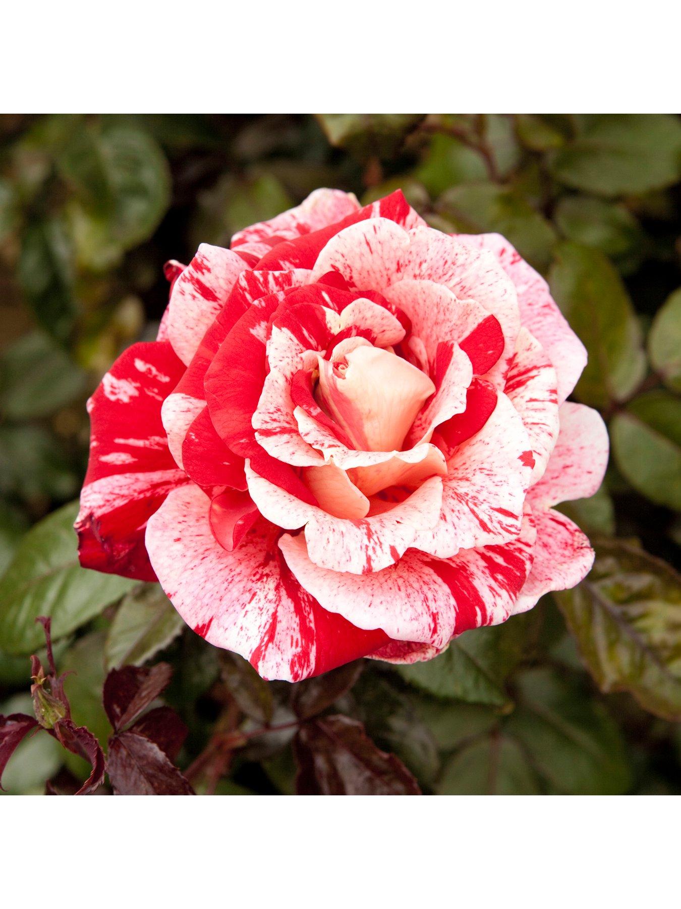 Image 2 of 3 of You Garden Rose Raspberry Ripple (Papageno) (4L Pot)
