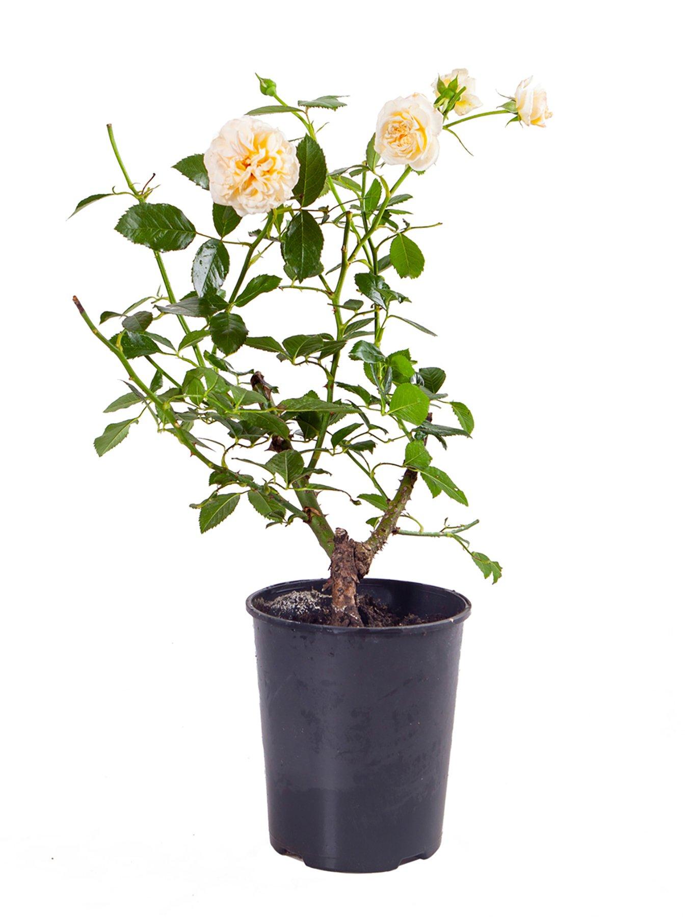Image 3 of 3 of You Garden Rose Raspberry Ripple (Papageno) (4L Pot)