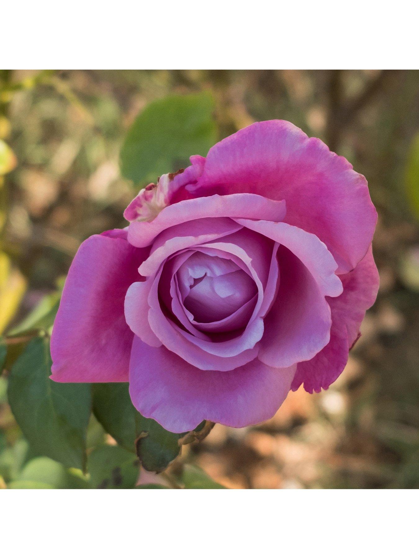 You Garden Rose Harry Edland (4L Pot)