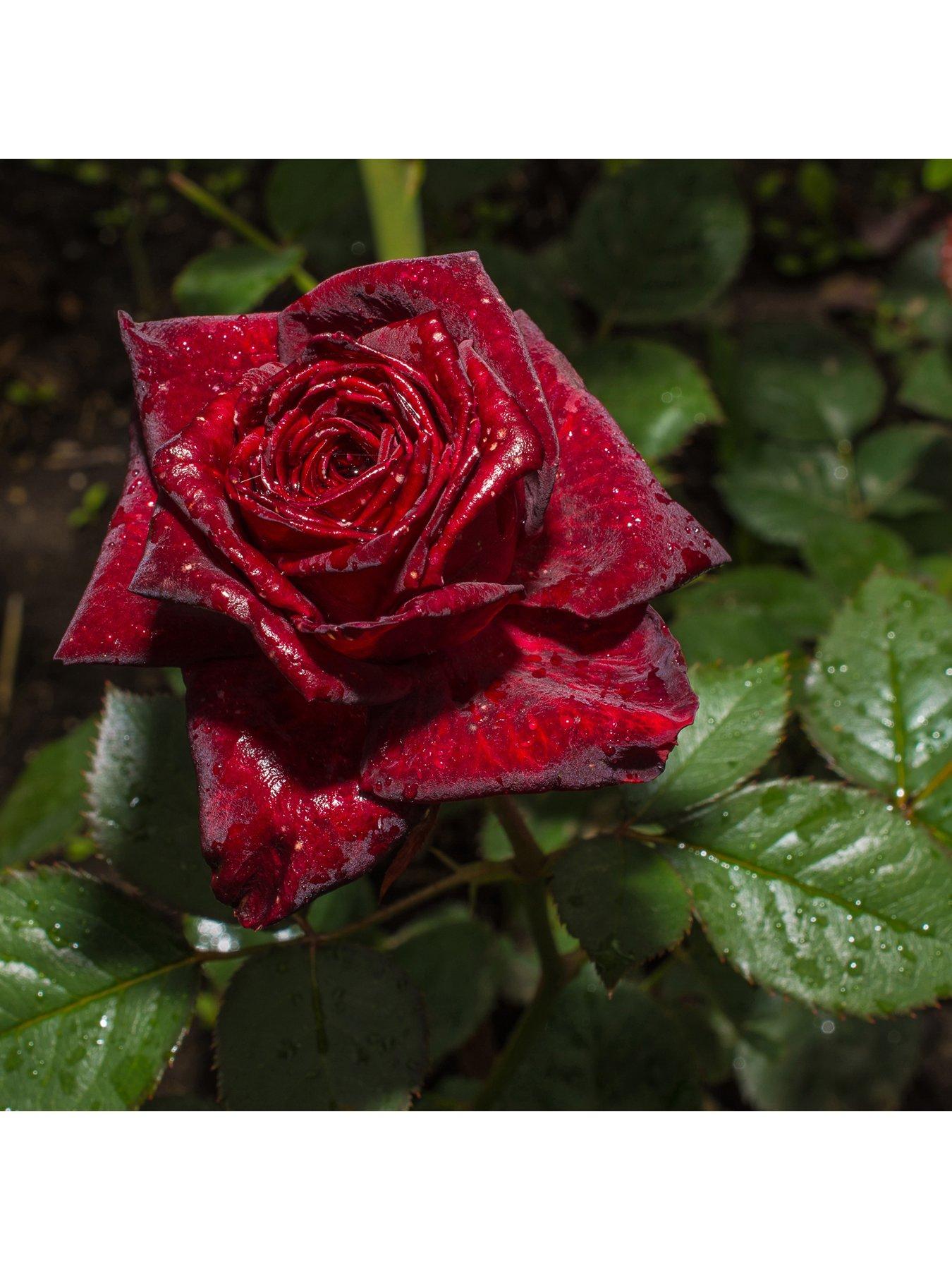 Product photograph of You Garden Rose Black Baccara 3l Potted from very.co.uk