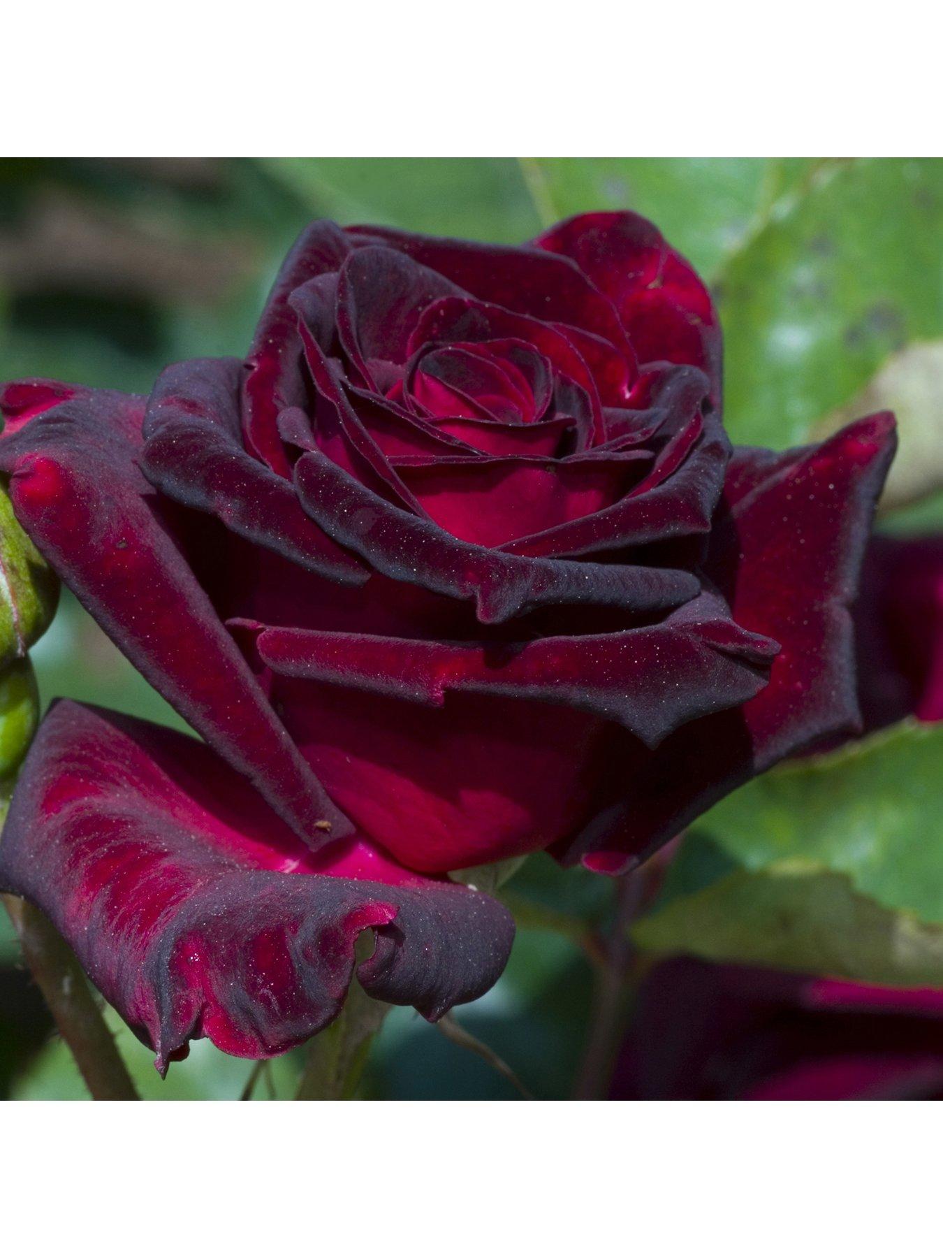 Image 2 of 3 of You Garden Rose Black Baccara (4L Pot)