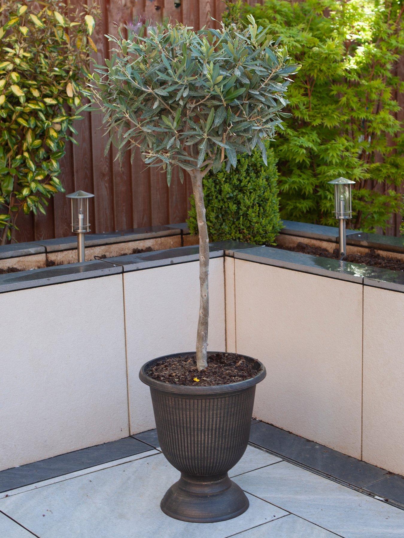 Product photograph of Olive Tree Standard 80cm 18cm Potted Plant from very.co.uk