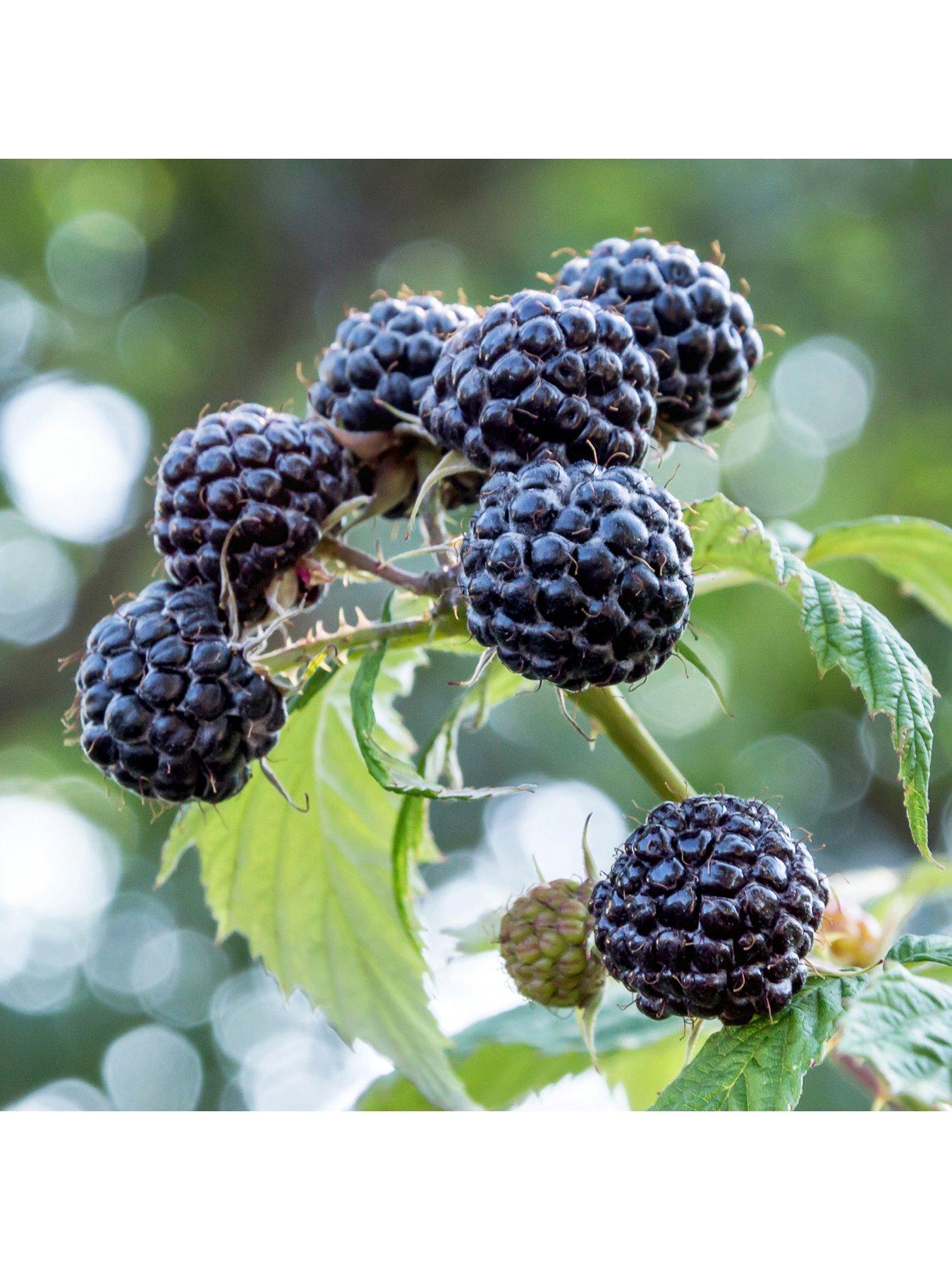 Product photograph of Raspberry Black Jewel 2l Pot from very.co.uk