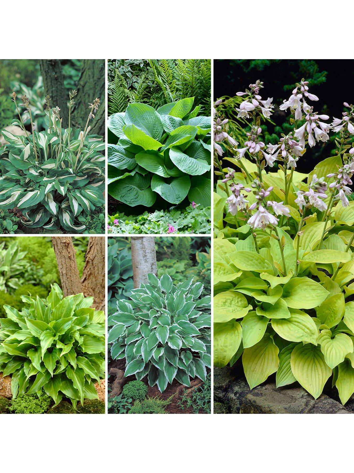 You Garden Hosta Collection 5 Bare Root Plants