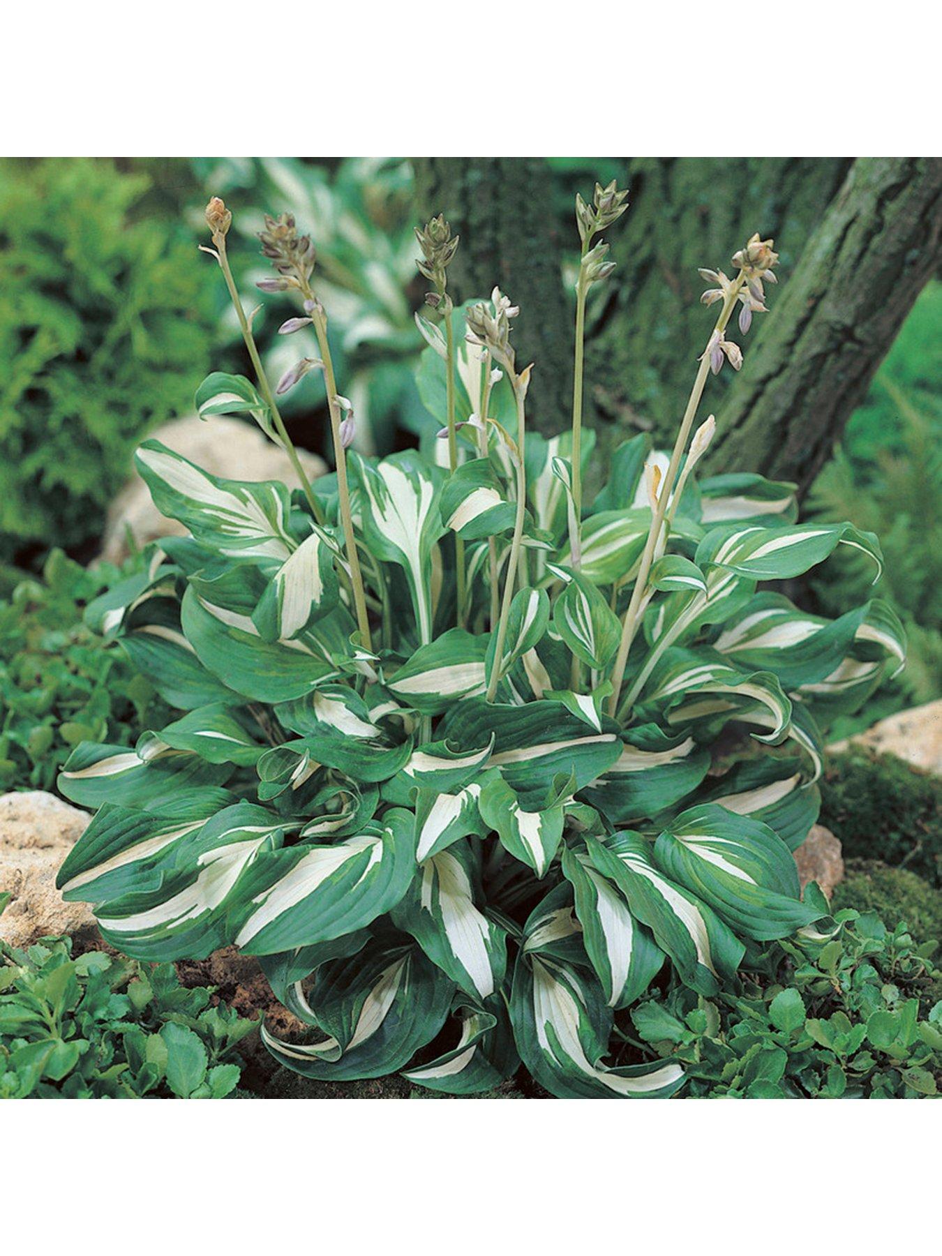 Image 2 of 7 of You Garden Hosta Collection 5 Bare Root Plants
