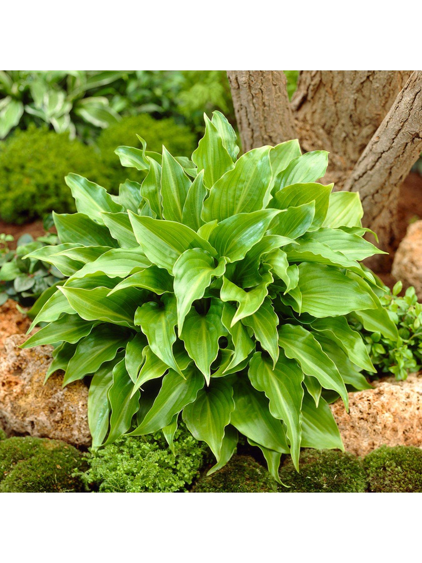Image 3 of 7 of You Garden Hosta Collection 5 Bare Root Plants