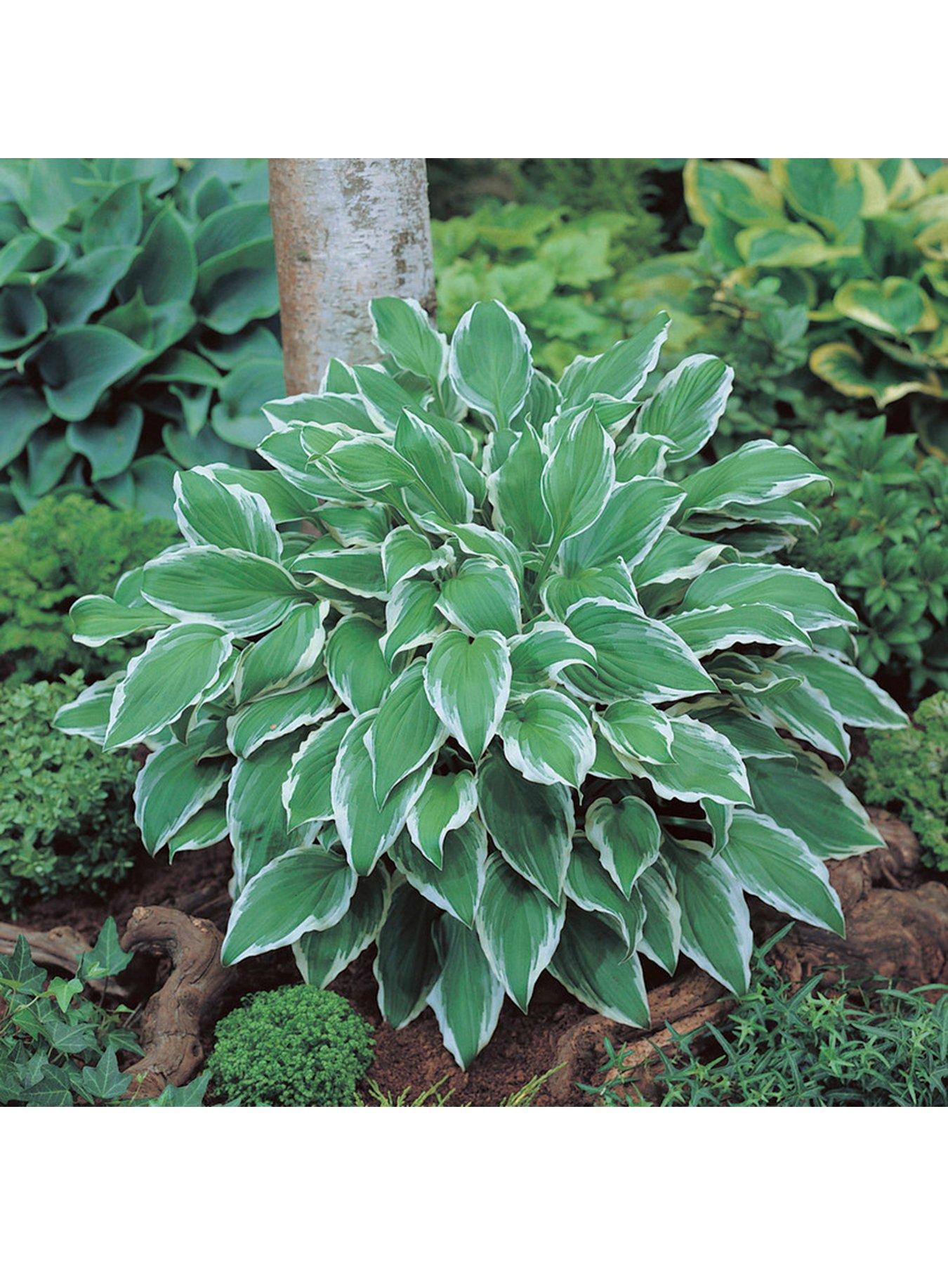 Image 4 of 7 of You Garden Hosta Collection 5 Bare Root Plants