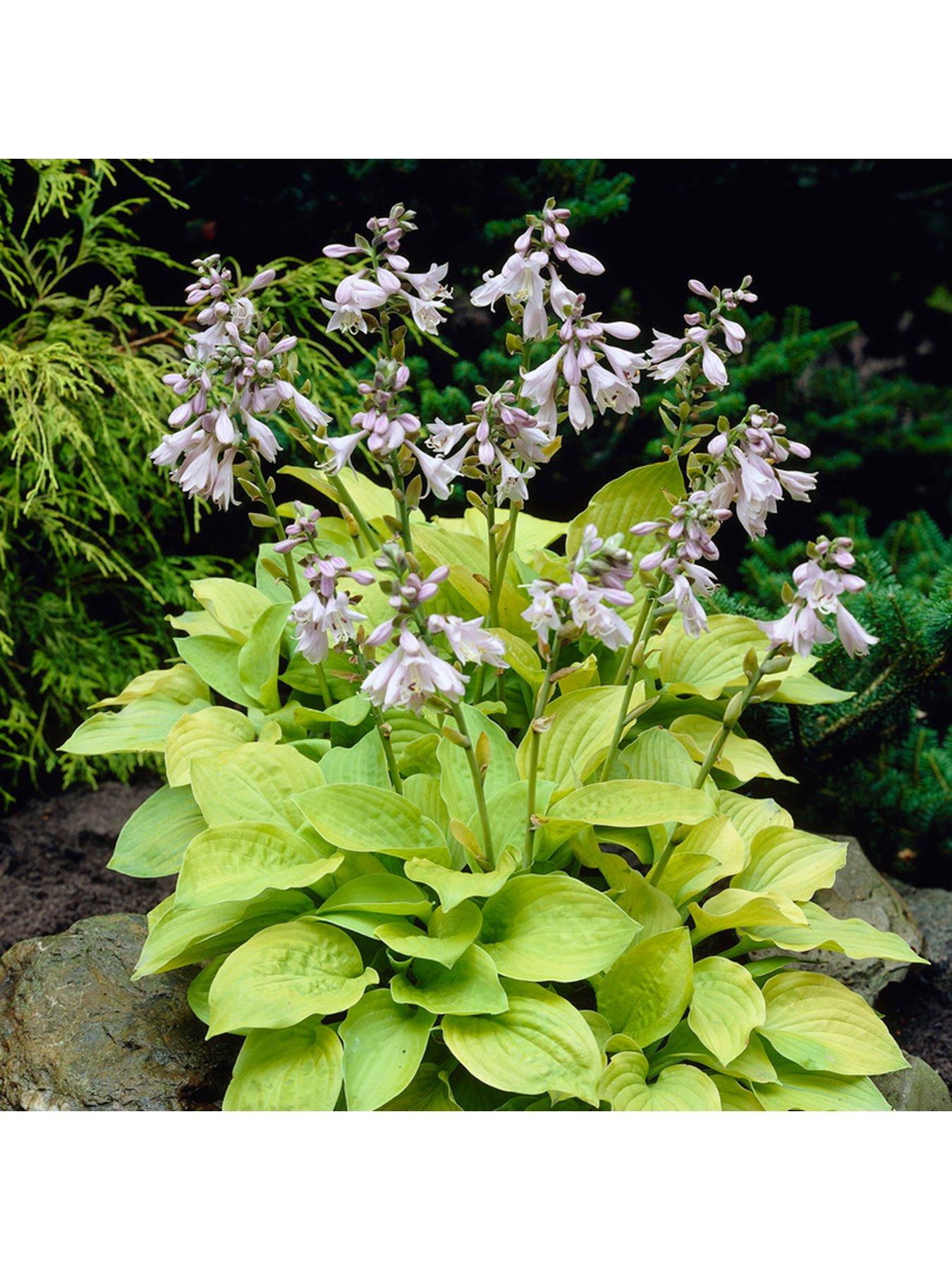 Image 5 of 7 of You Garden Hosta Collection 5 Bare Root Plants