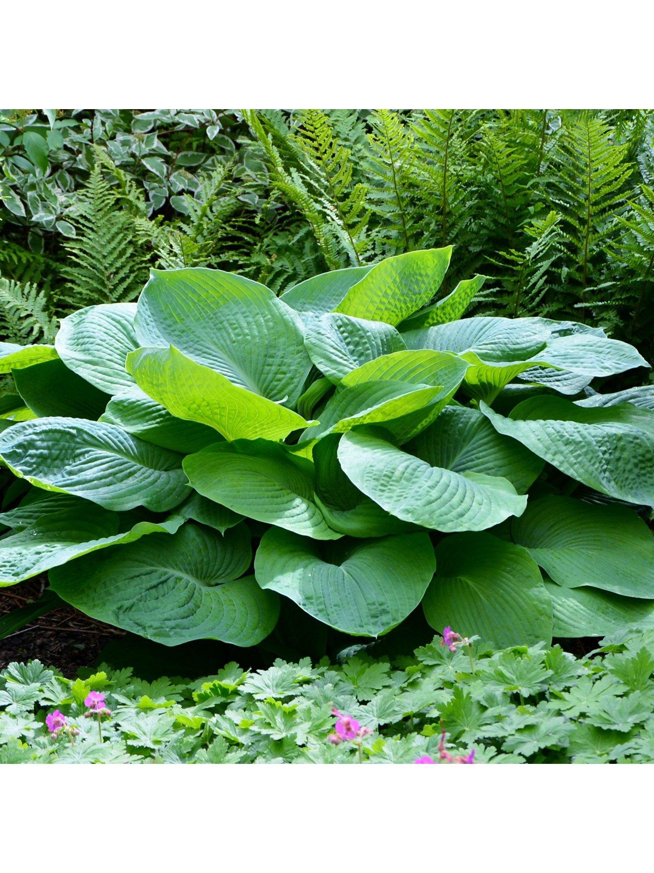 Image 6 of 7 of You Garden Hosta Collection 5 Bare Root Plants