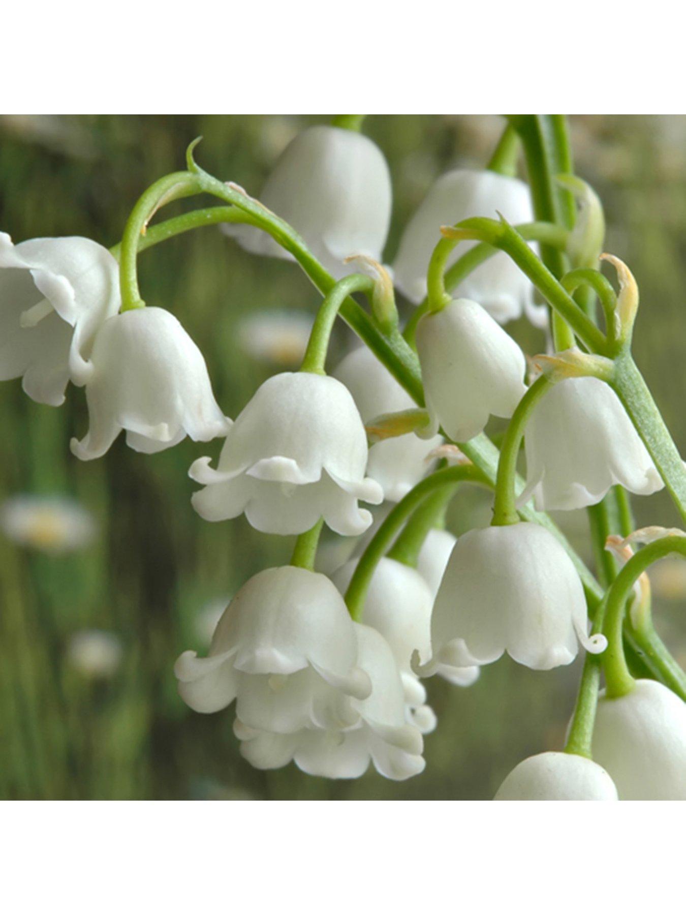 Product photograph of You Garden Convallaria Lily Of The Valley - 10 Pips from very.co.uk