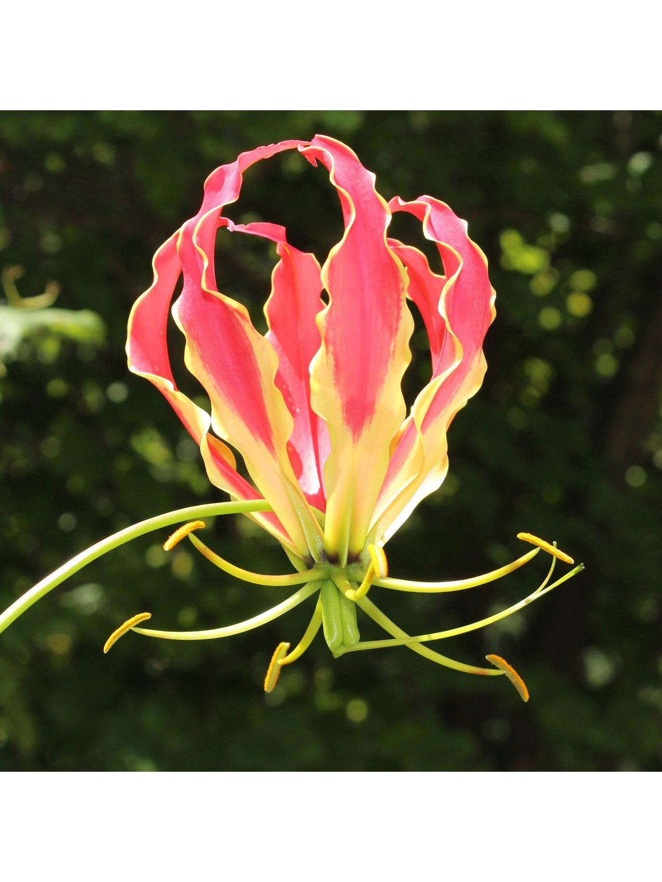 undefined Flame Lily' (Gloriosa rothschildiana) x 3