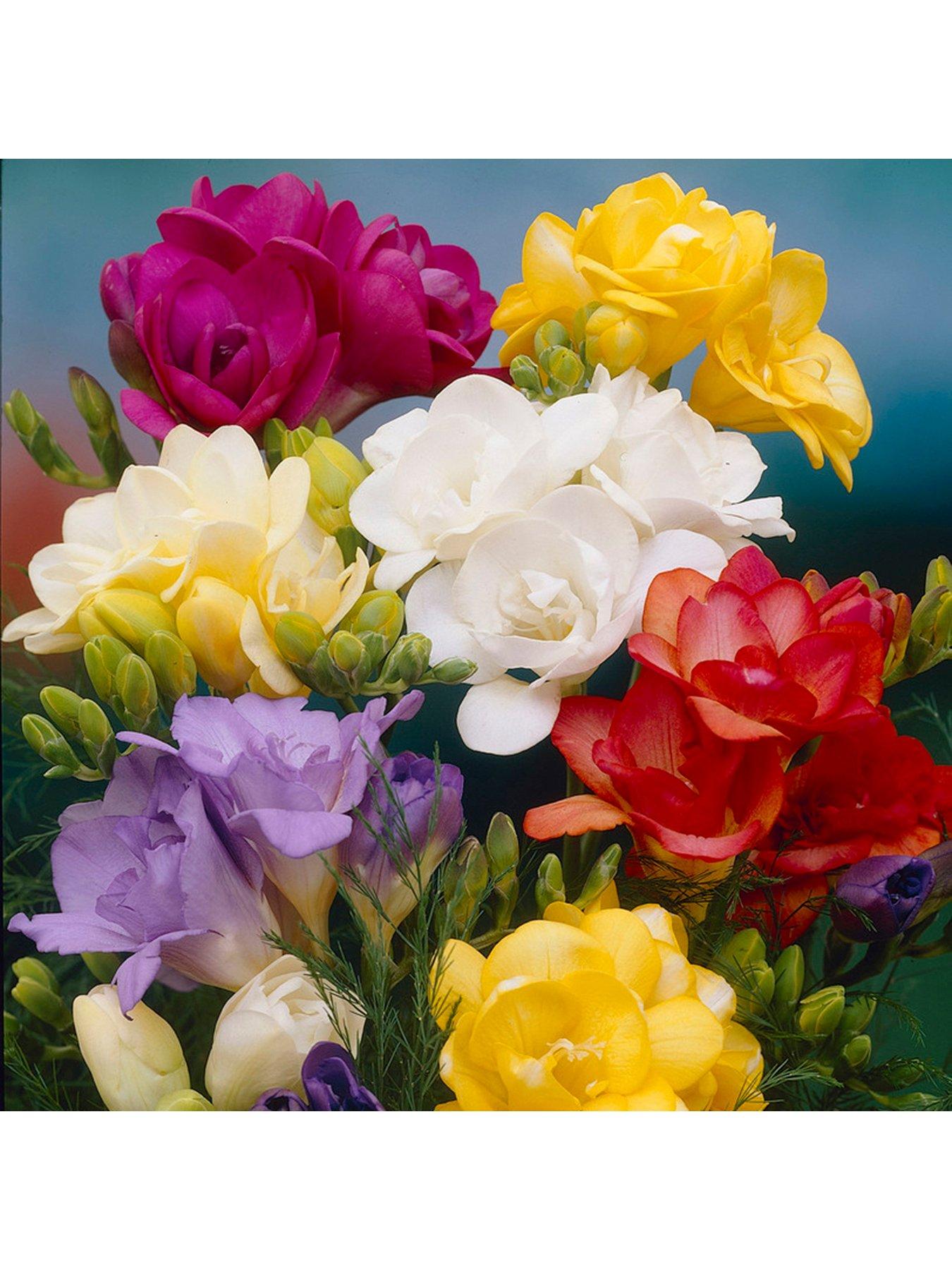 You Garden Double Freesias Mixed x 50 corms