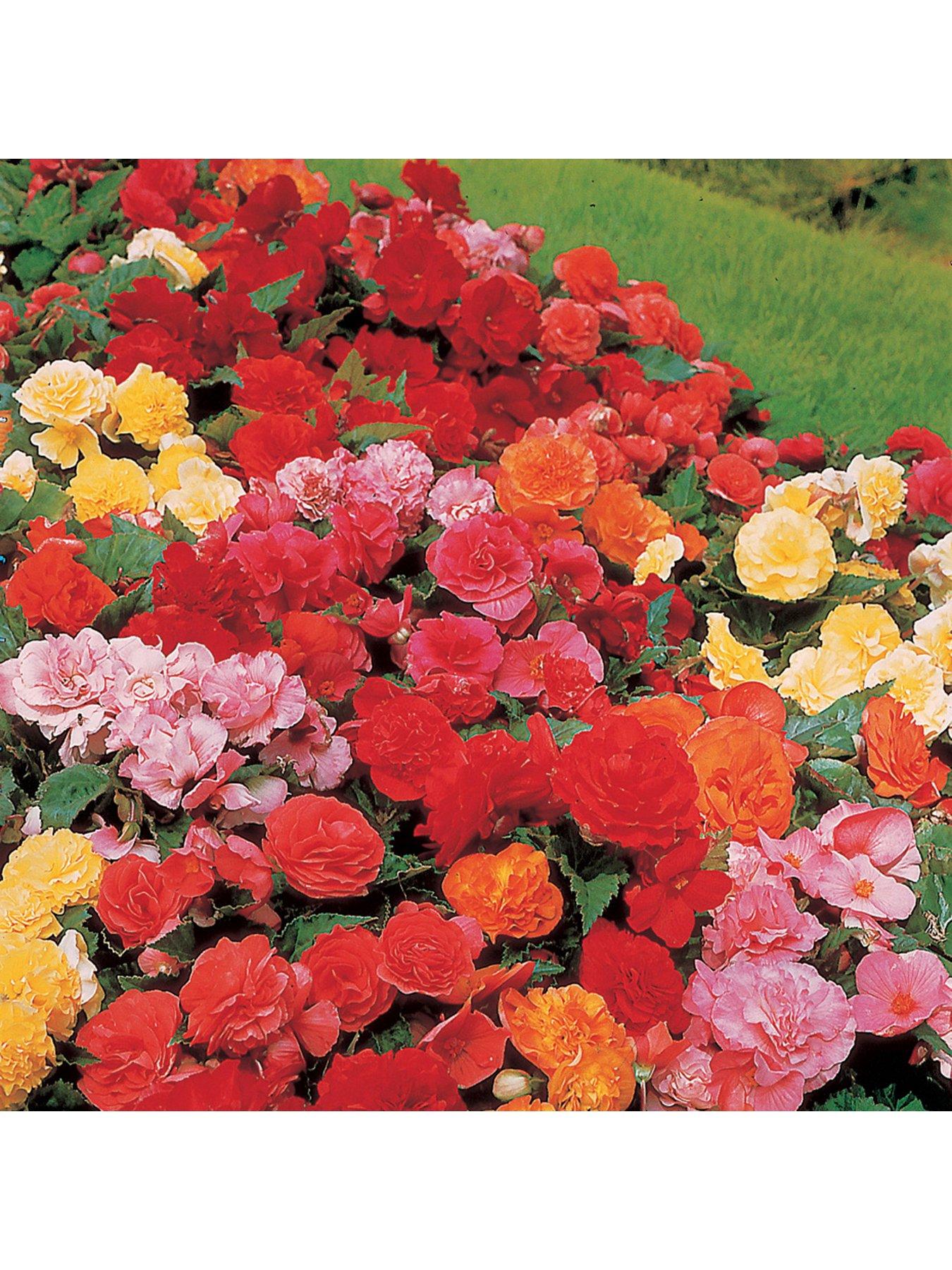 You Garden Belgian Upright Giant Begonias x 10 Tubers