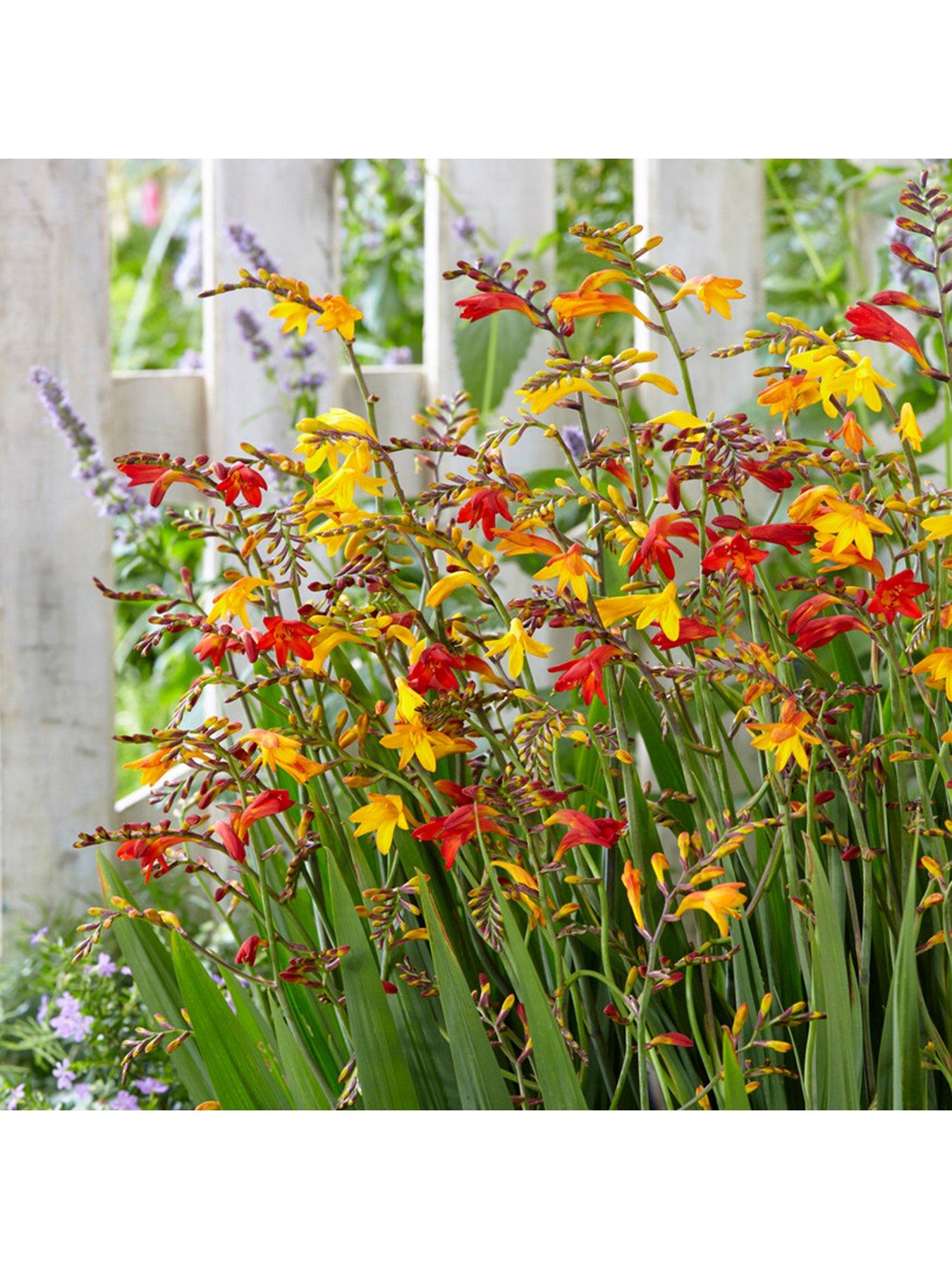 Image 1 of 4 of You Garden Crocosmia Mix x 50 corms