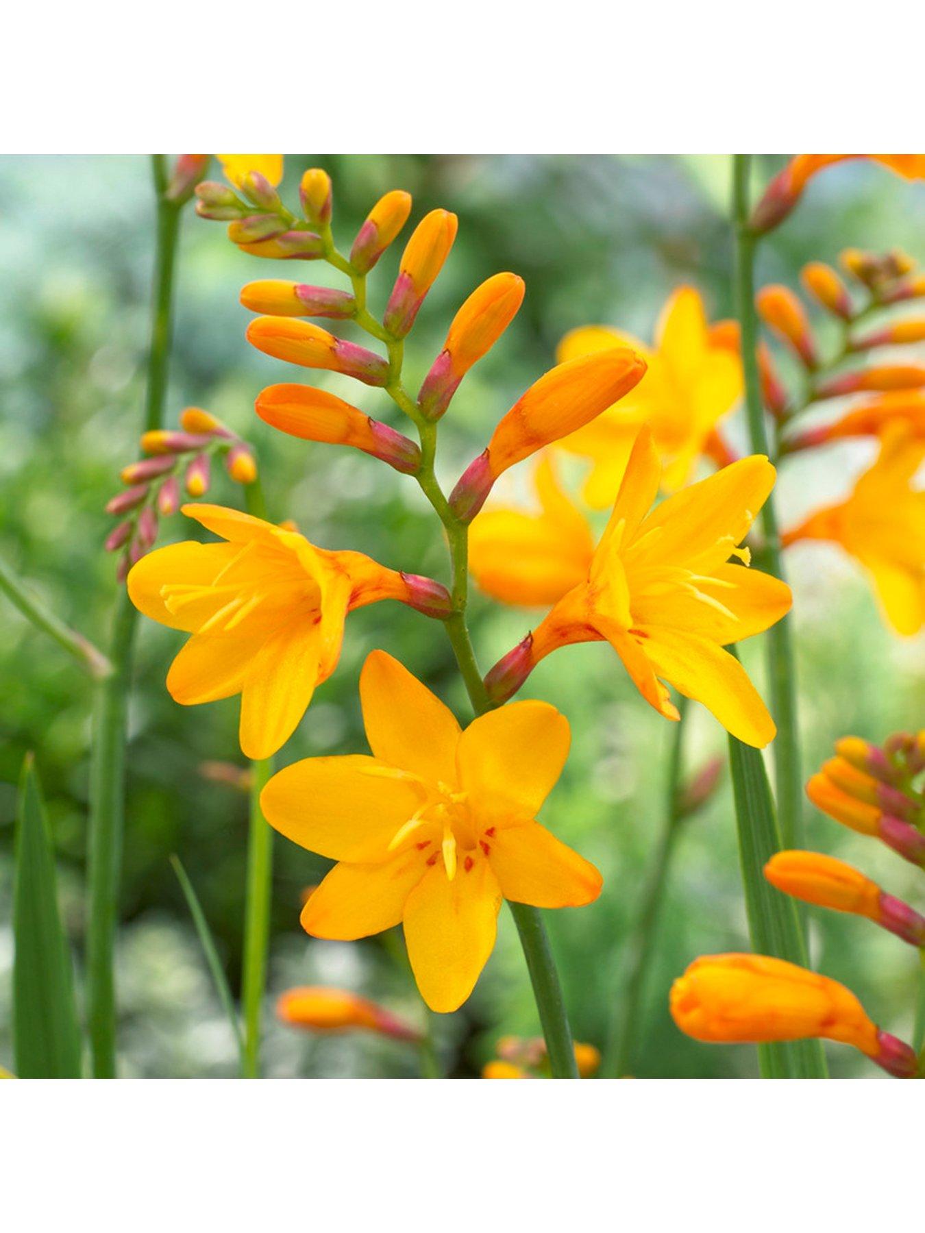 Image 2 of 4 of You Garden Crocosmia Mix x 50 corms