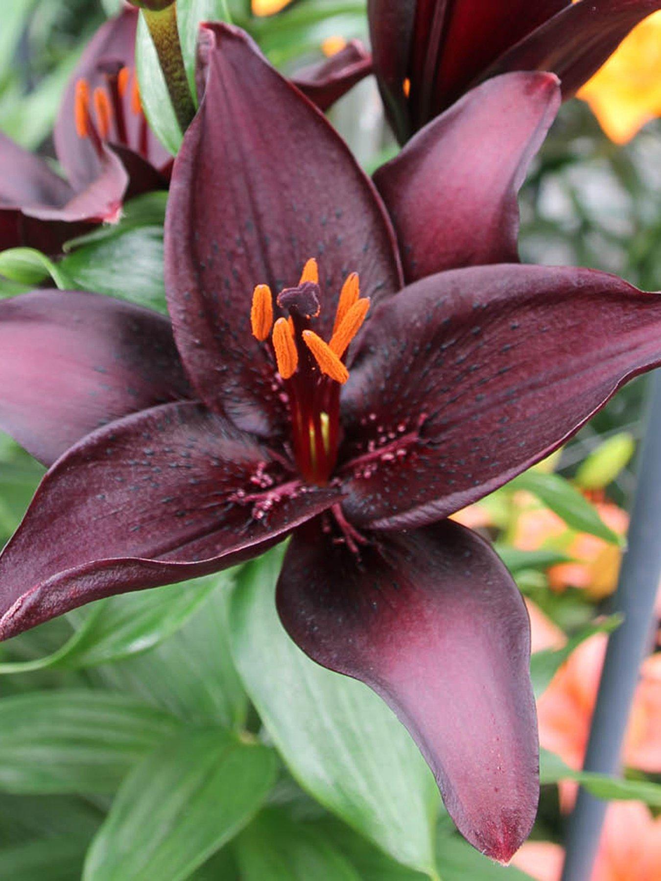 You Garden Lily Landini Pack of 10 bulbs size 10/12