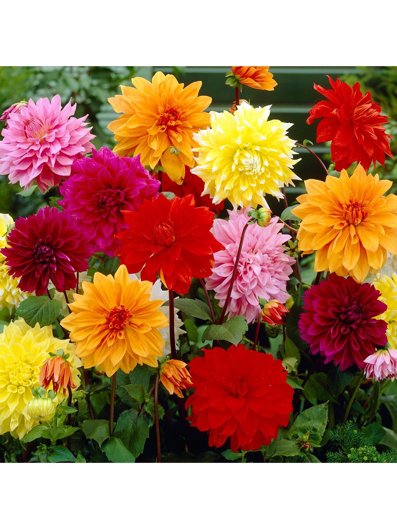 You Garden Dahlia Dinnerplates mix pack of 5 Tubers